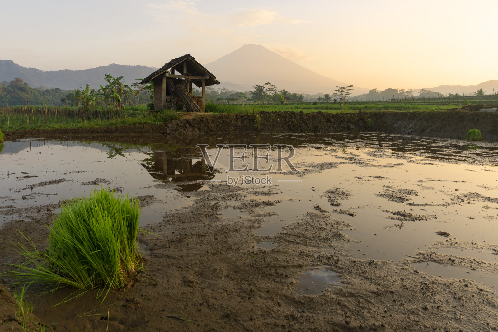 美丽的稻田在Kajoran村与山照片摄影图片