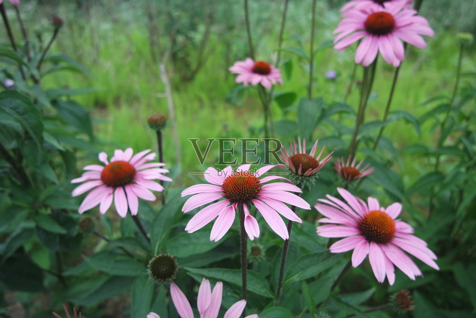 盛开的紫锥菊田野背景中的紫色针叶花照片摄影图片