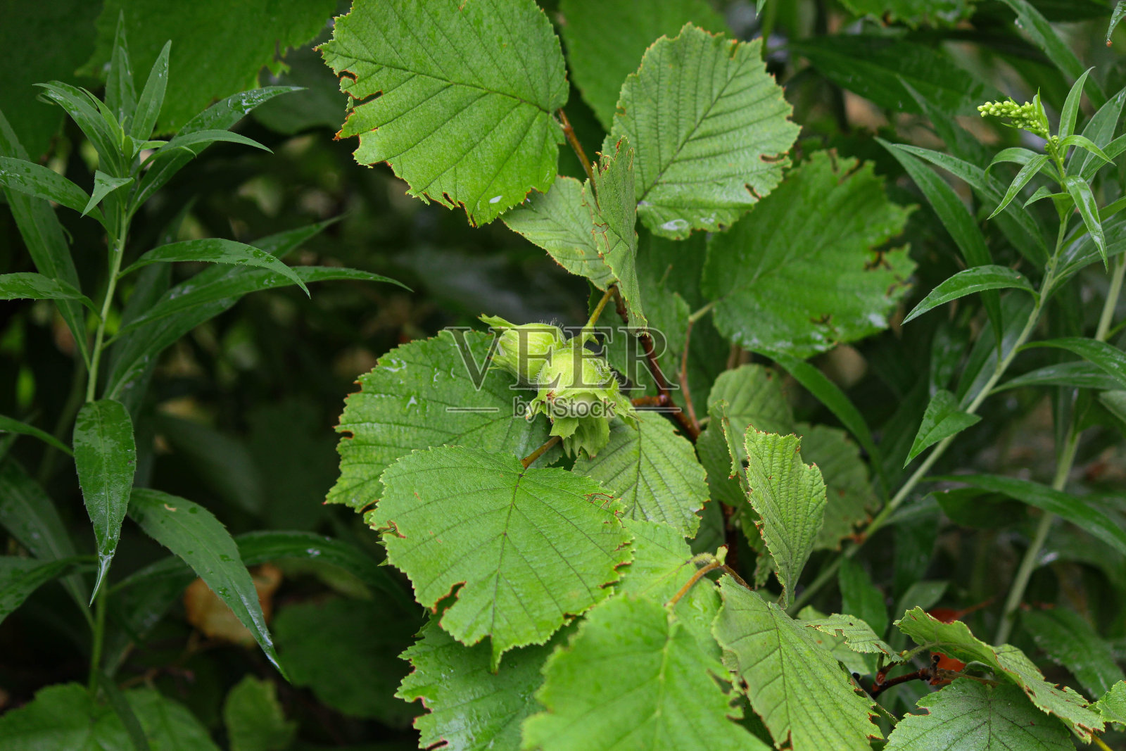 榛子照片摄影图片