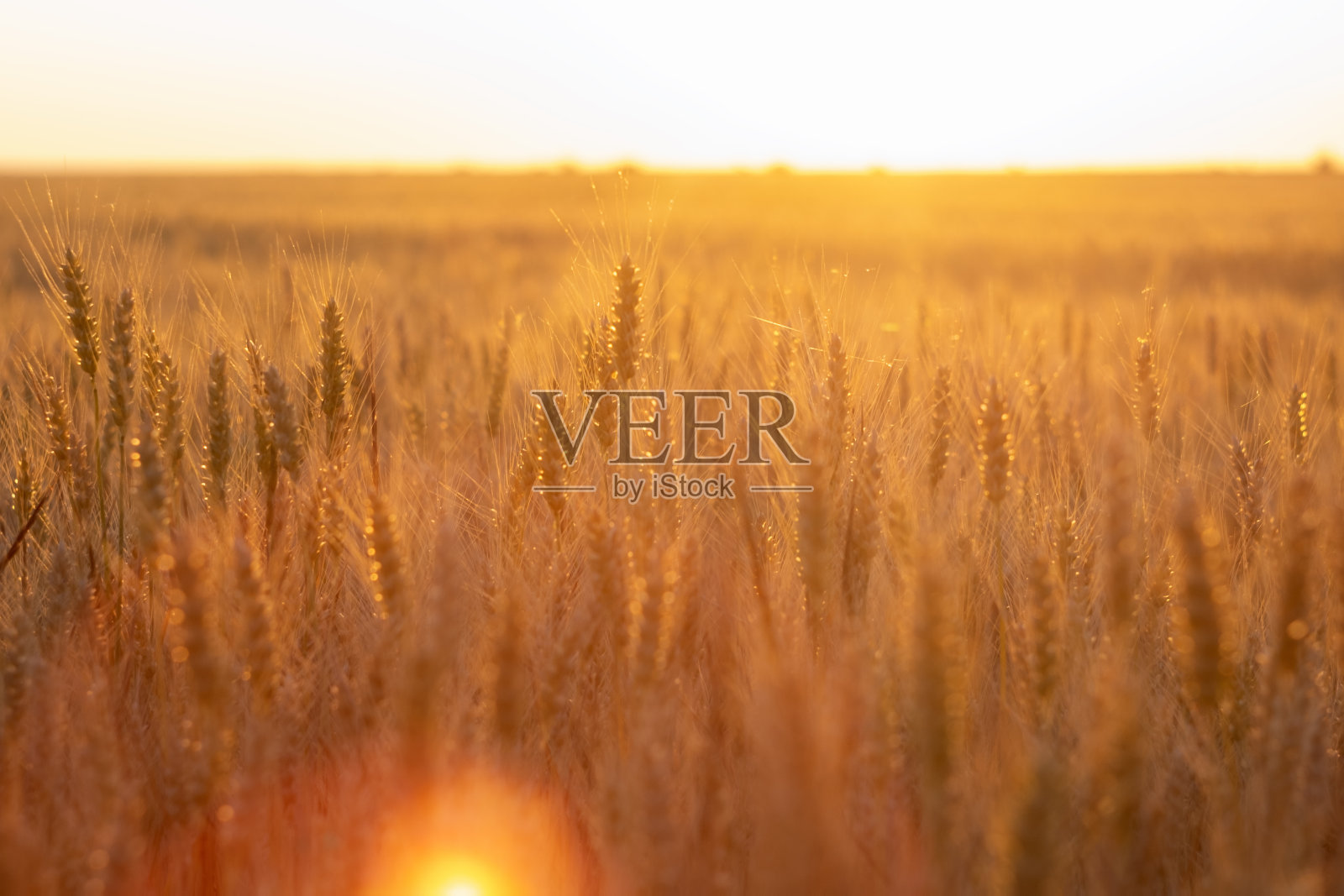 收获成熟的黄色小麦在田间，特写小穗照片摄影图片