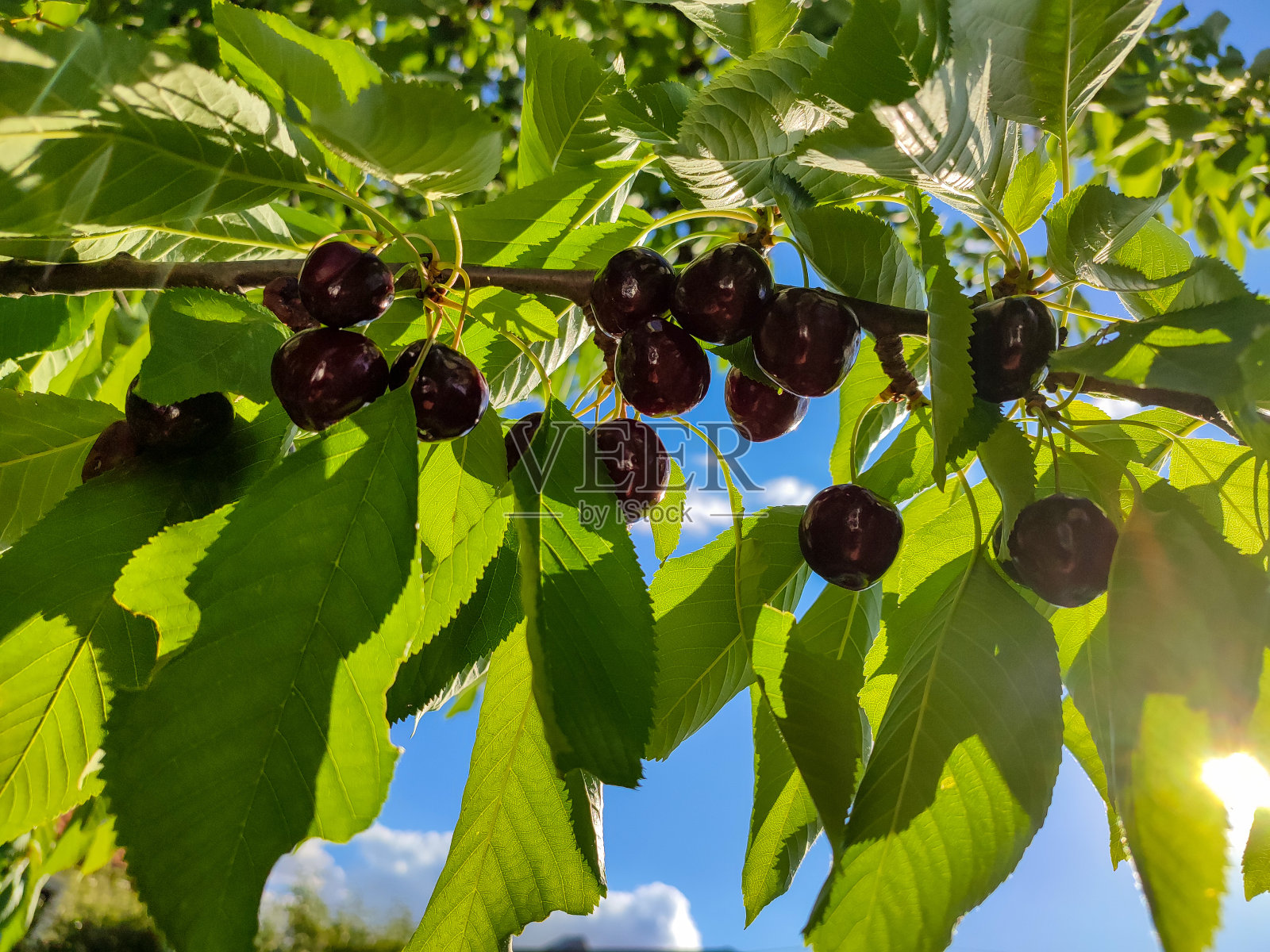 深黑色的成熟甜樱桃在树枝上与叶子在背光照片摄影图片