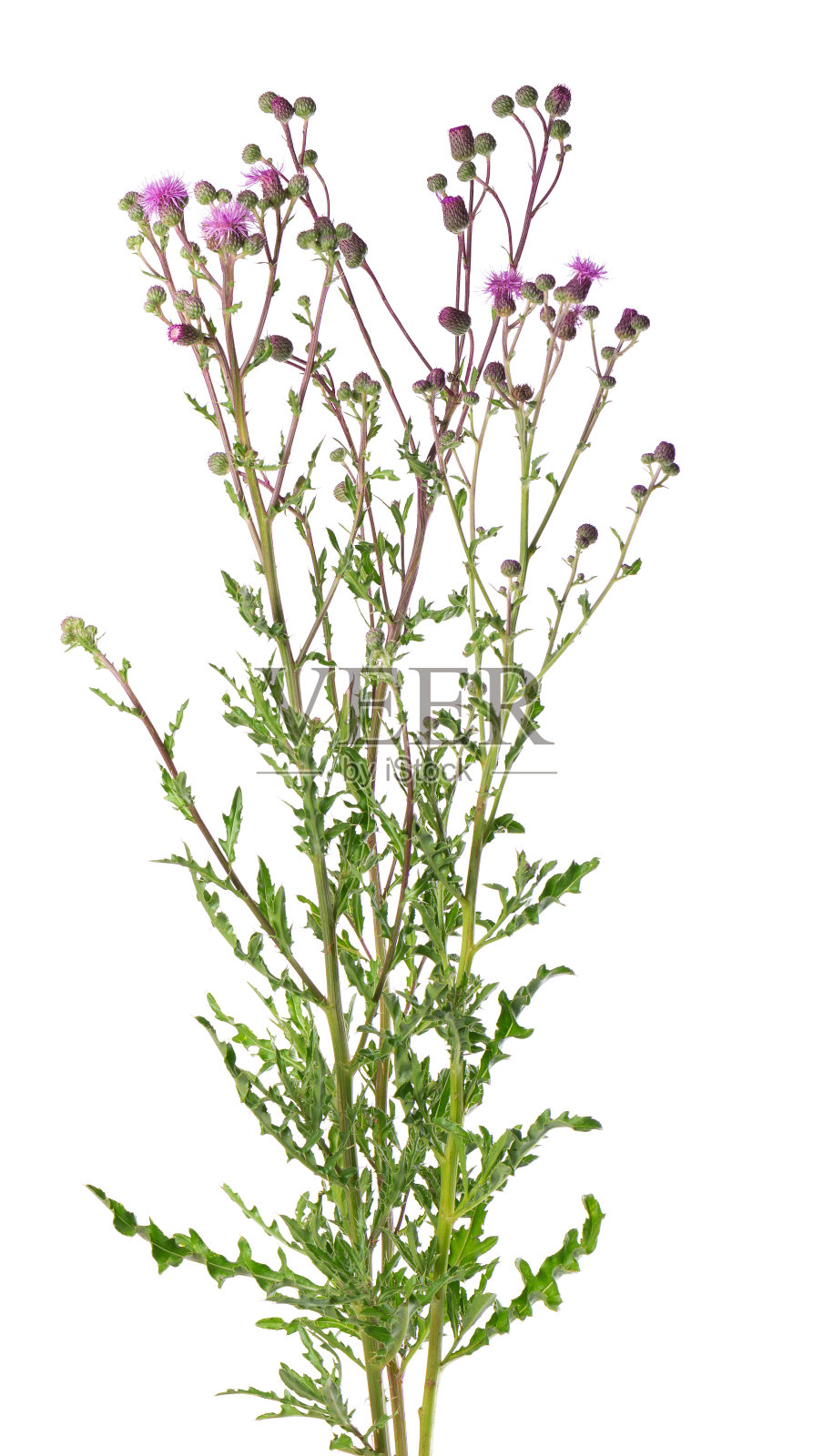 有花的银尾草灌木，孤立在白色背景上。草药。剪切路径。照片摄影图片