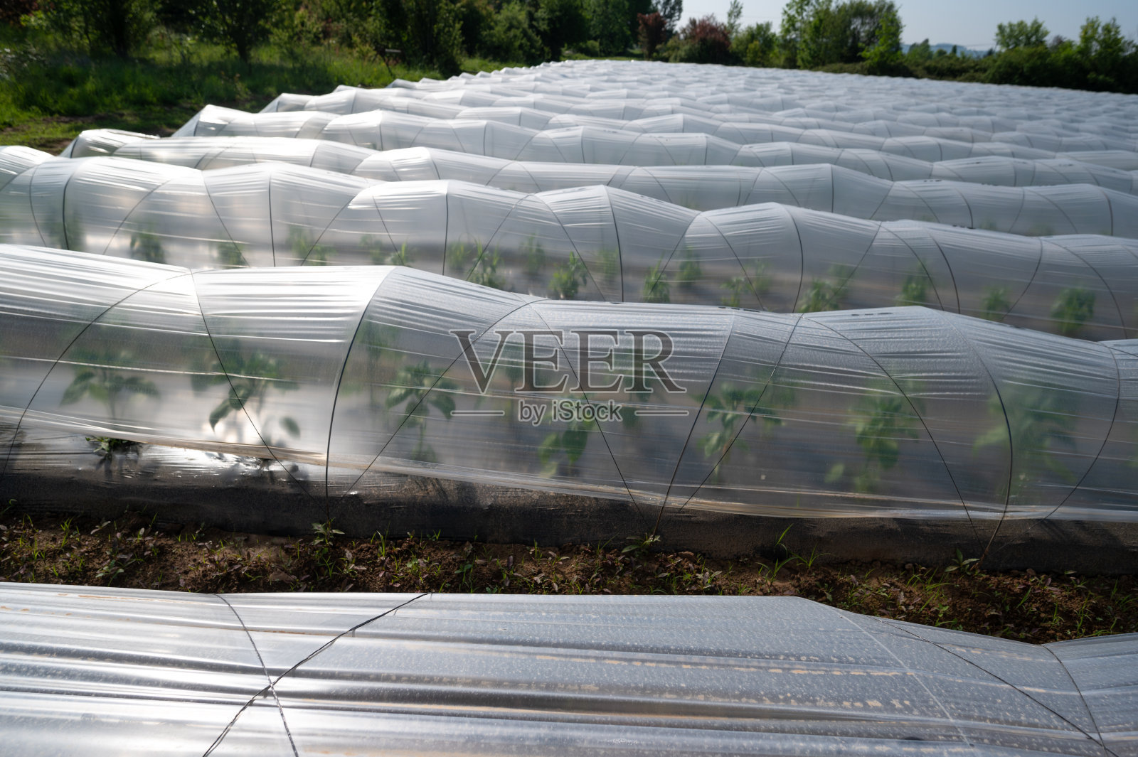 农场覆盖在农业塑料薄膜隧道一排排，创造温室效应，种植粮食，保护植物免受霜冻和风照片摄影图片