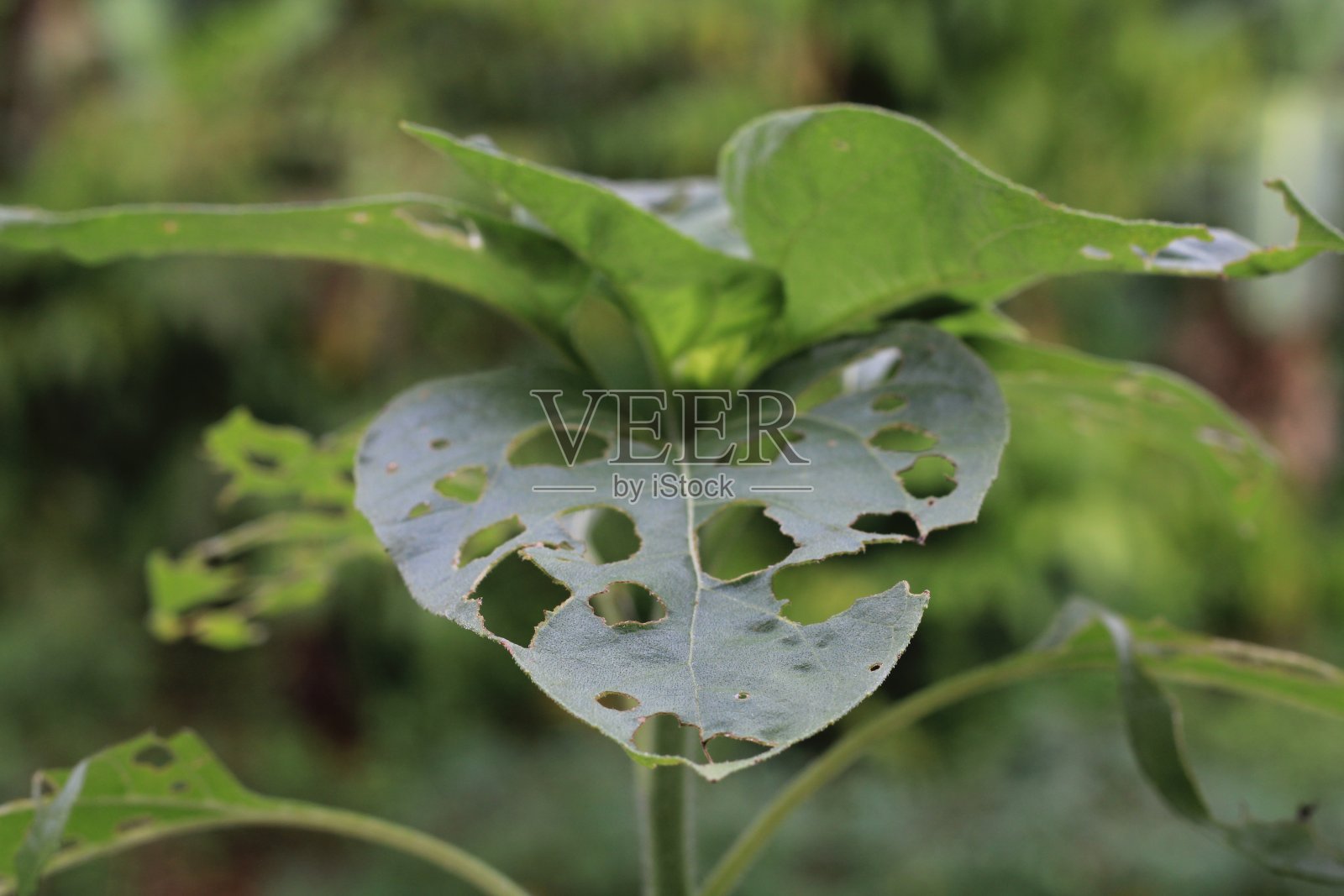 有洞的菠菜叶照片摄影图片