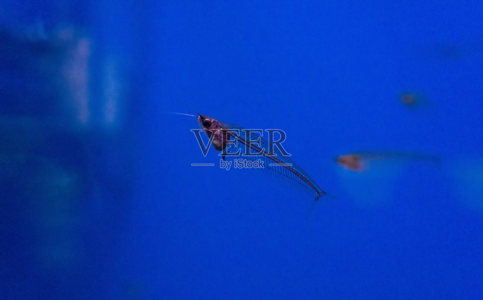 透明玻璃鲶鱼在蓝色的水照片摄影图片