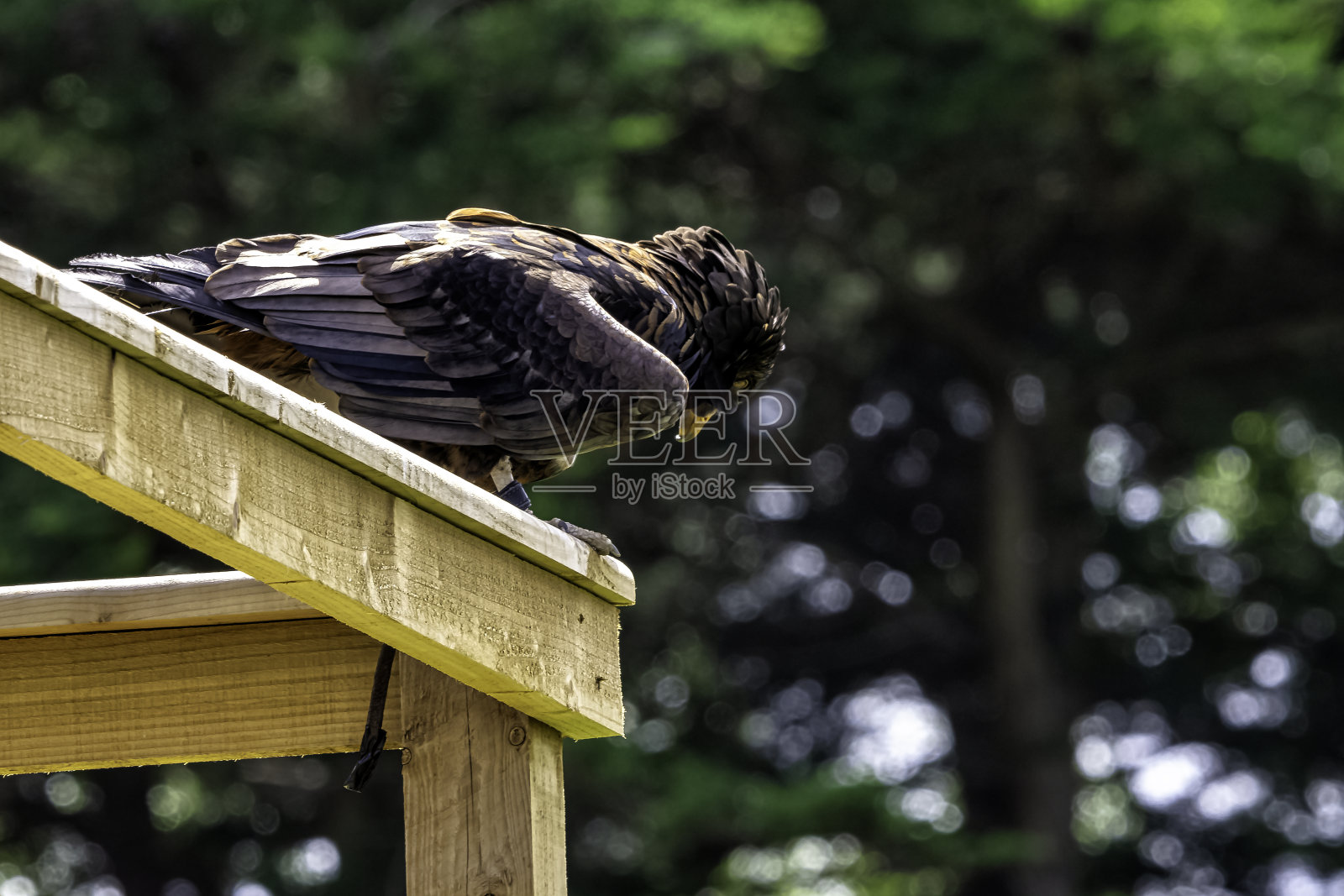 bateleur (Terathopius ecaudatus)是鹰科的一种中型鹰照片摄影图片