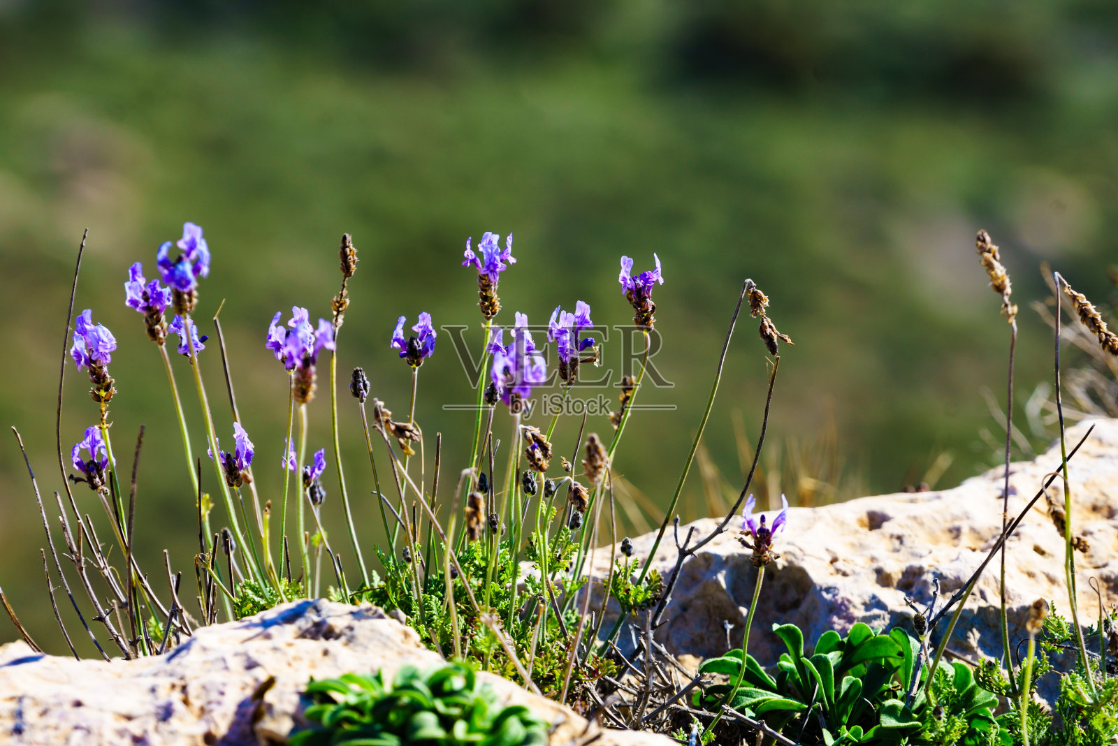 地中海沿岸的粉红色花朵照片摄影图片