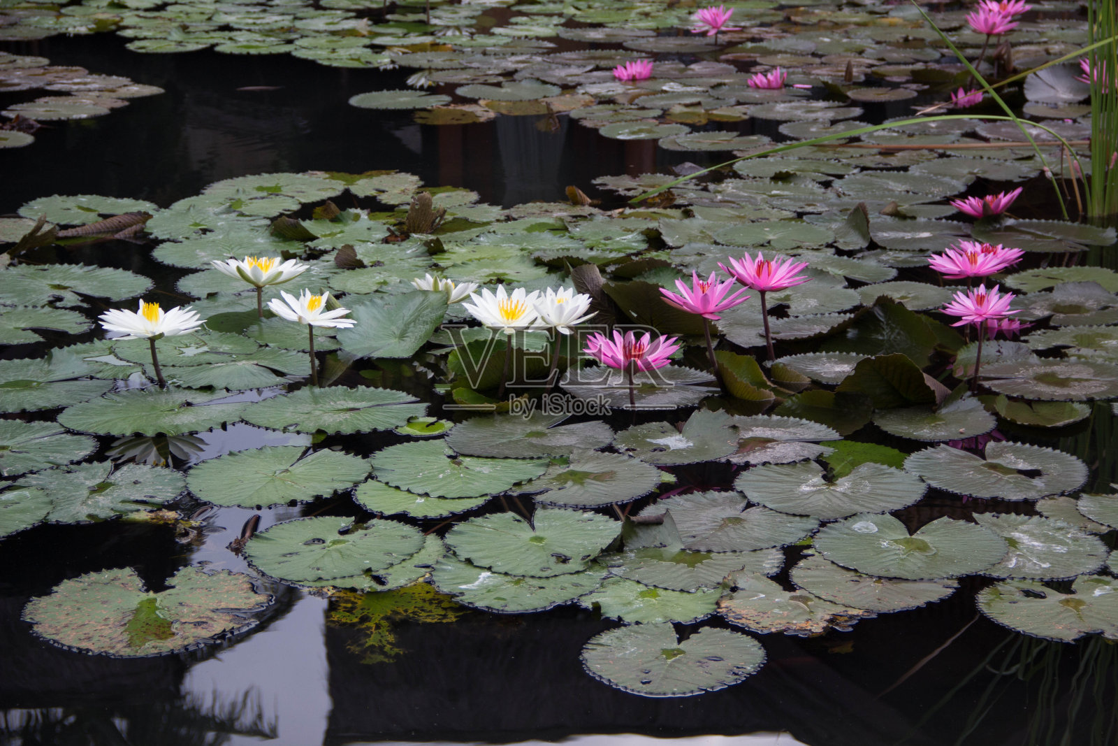 莲花花园照片摄影图片