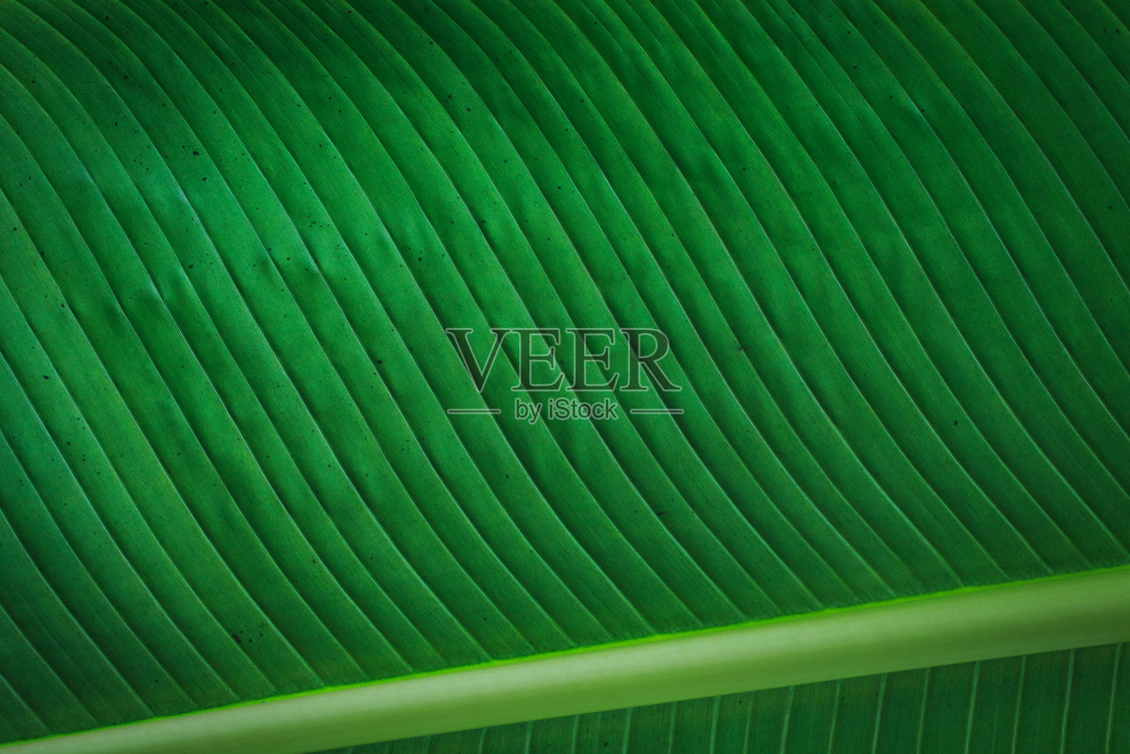 香蕉绿叶特写背景使用我们的空间文本或图像背景设计。纹理背景背光清新绿叶。照片摄影图片