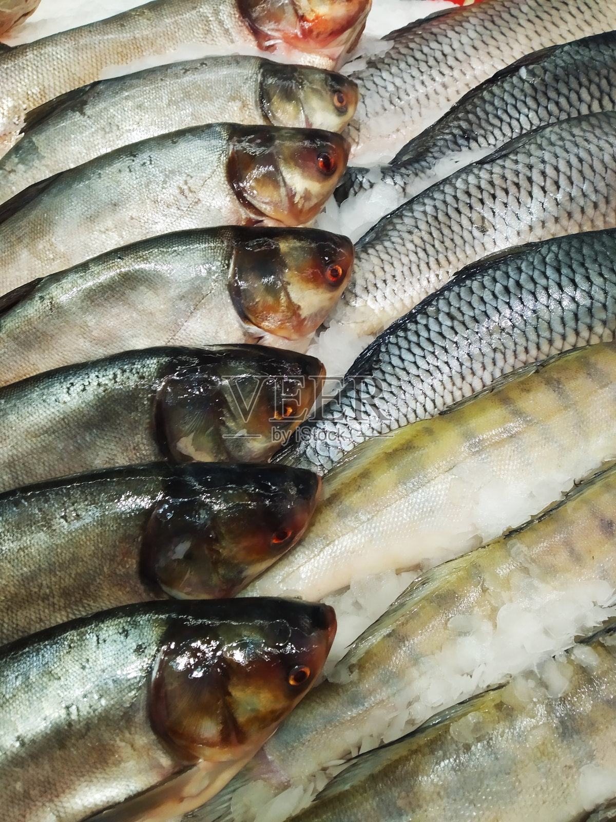 新鲜冷冻鱼照片摄影图片