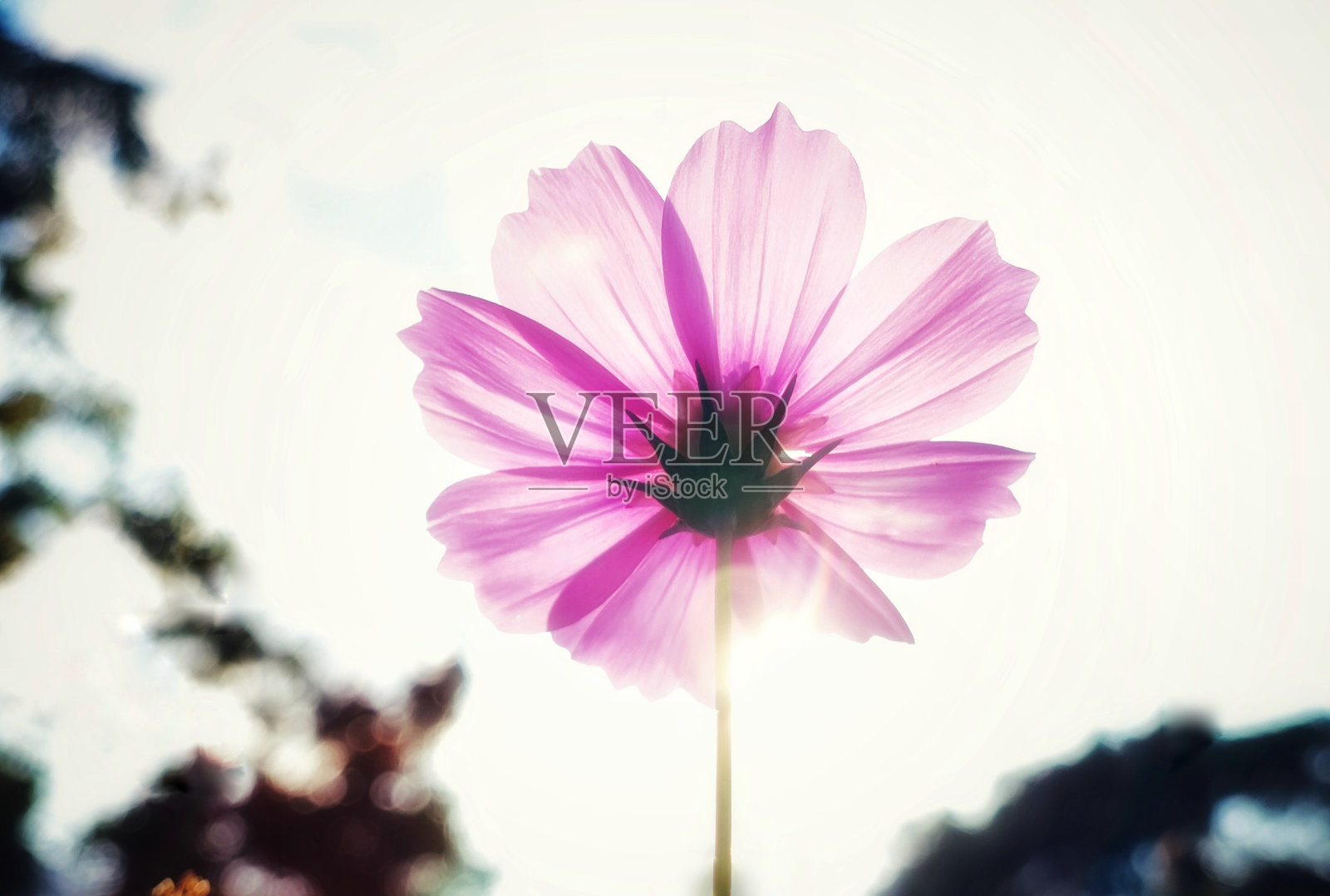 紫色的花照片摄影图片