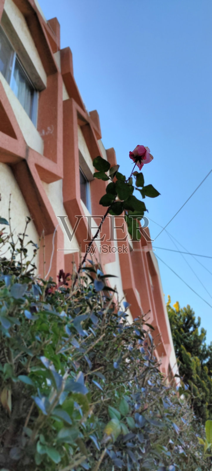 绽放至顶峰照片摄影图片