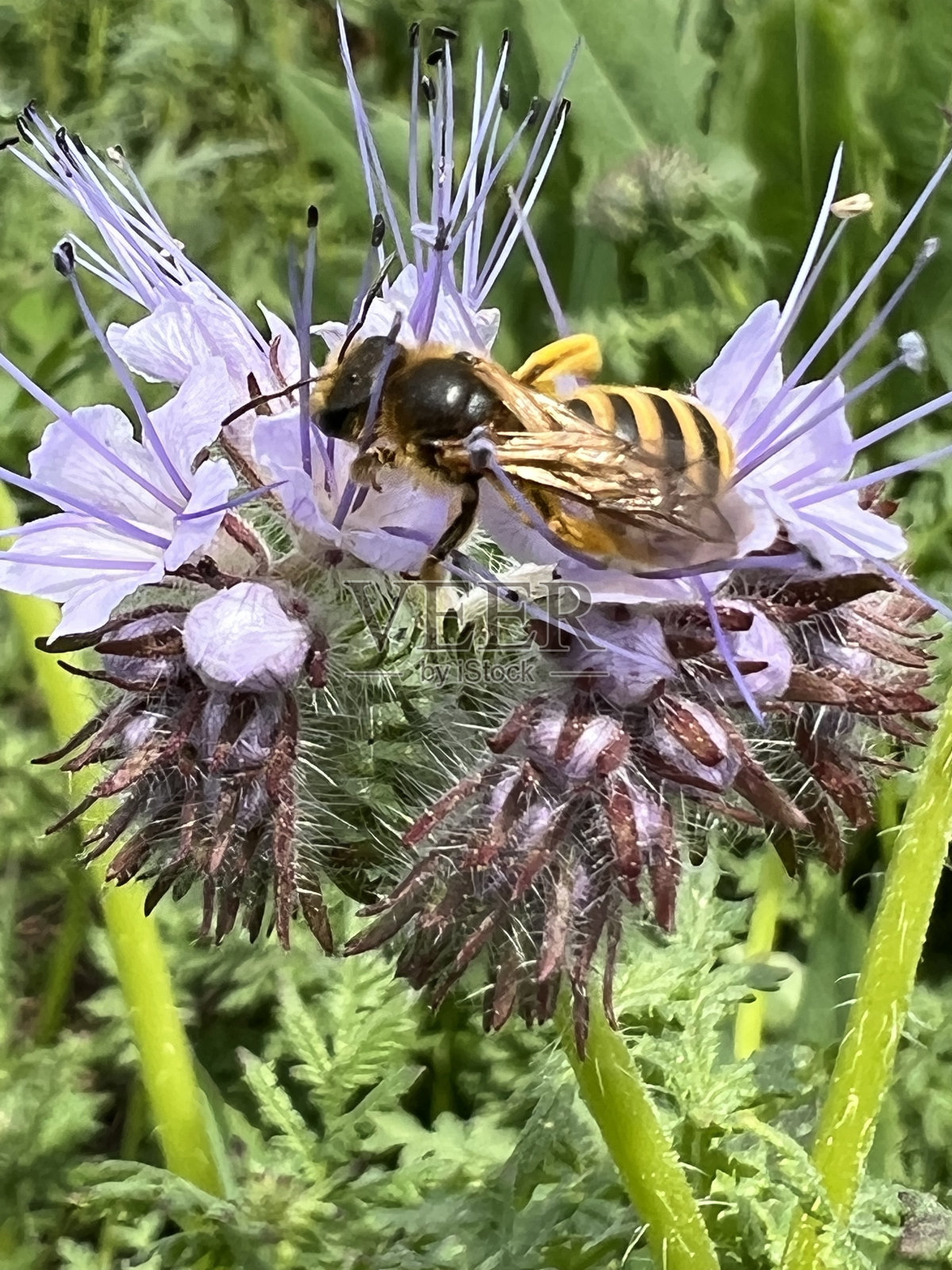 紫花上的蜜蜂照片摄影图片
