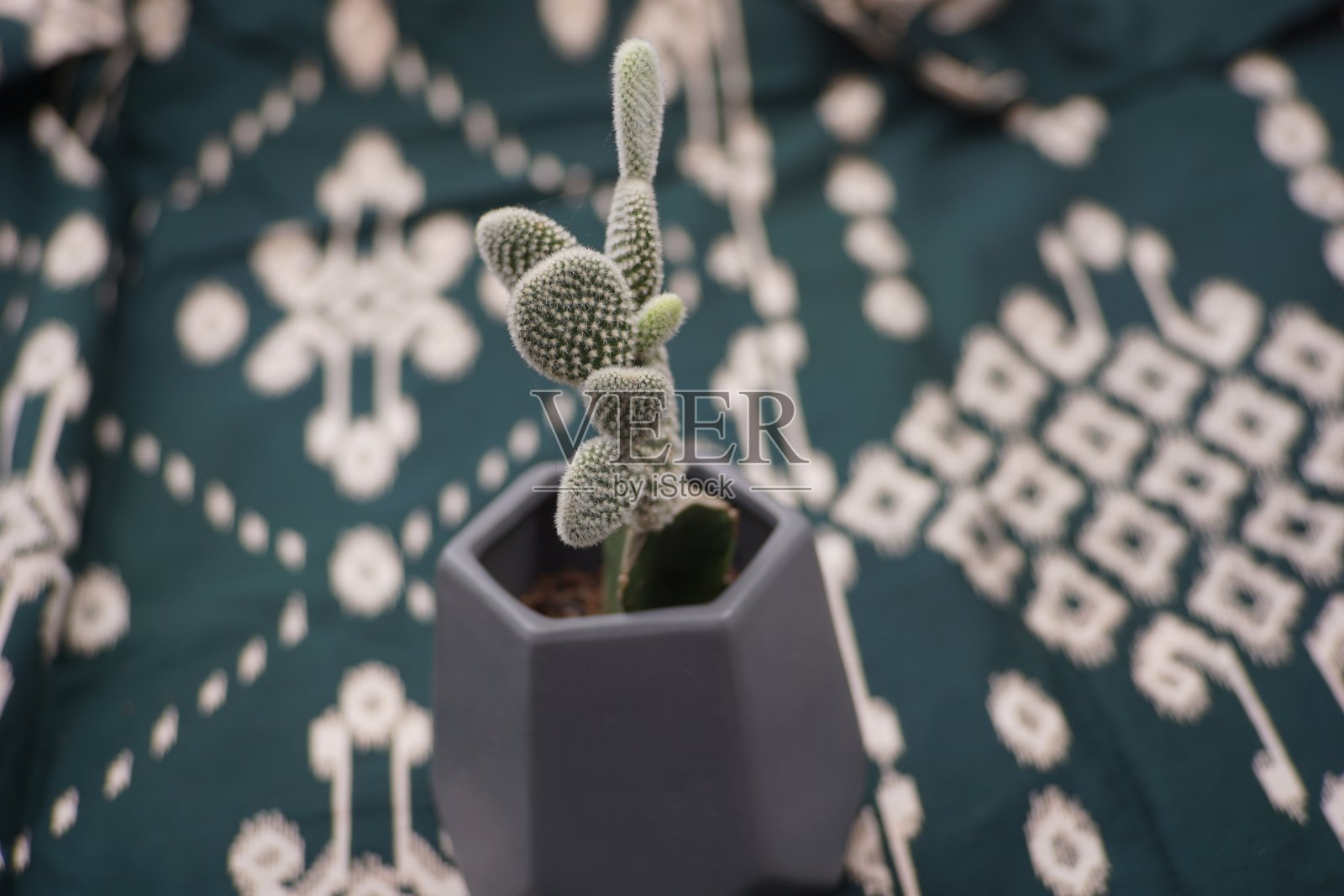 仙人掌照片摄影图片