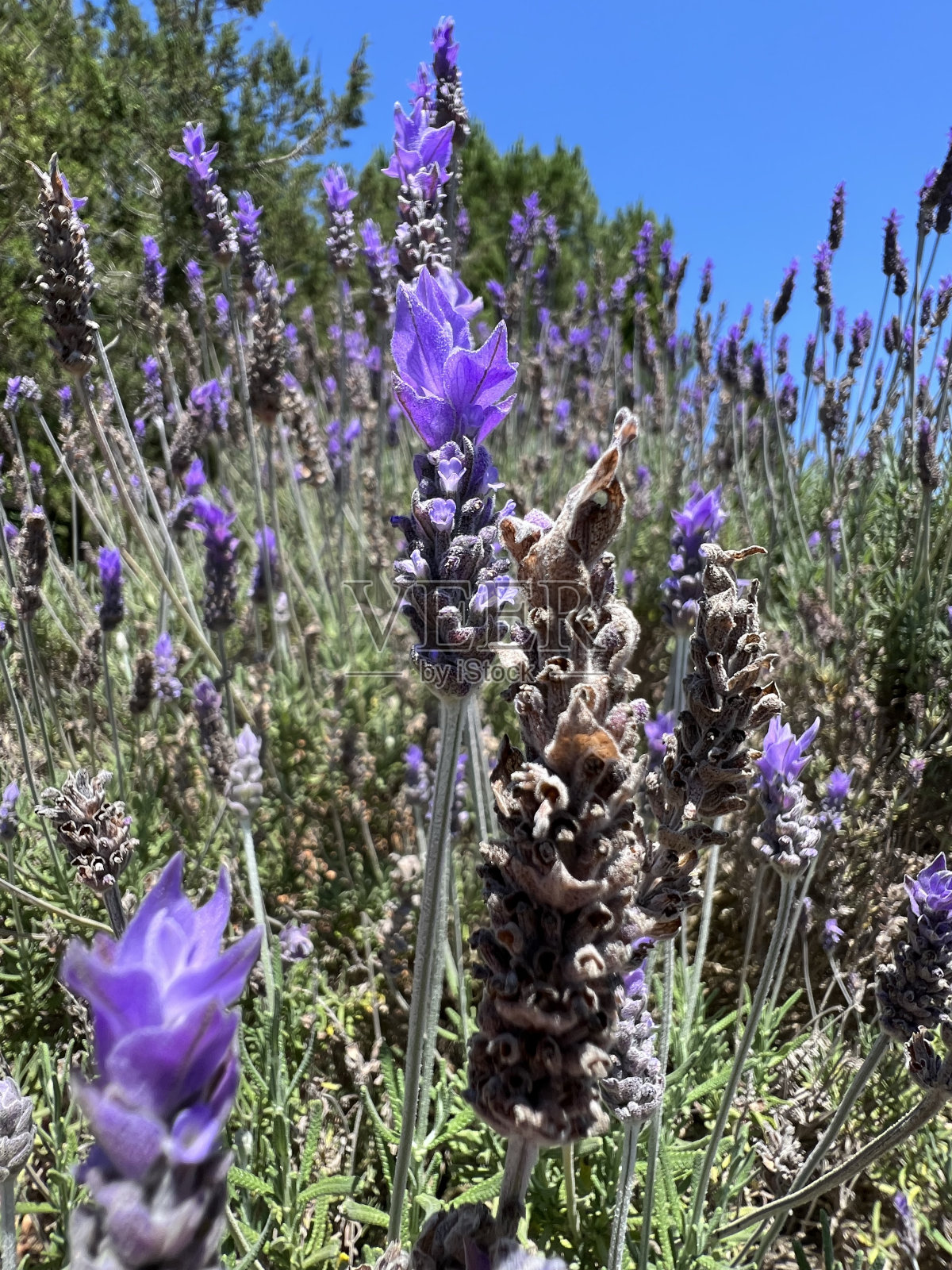野生的薰衣草照片摄影图片
