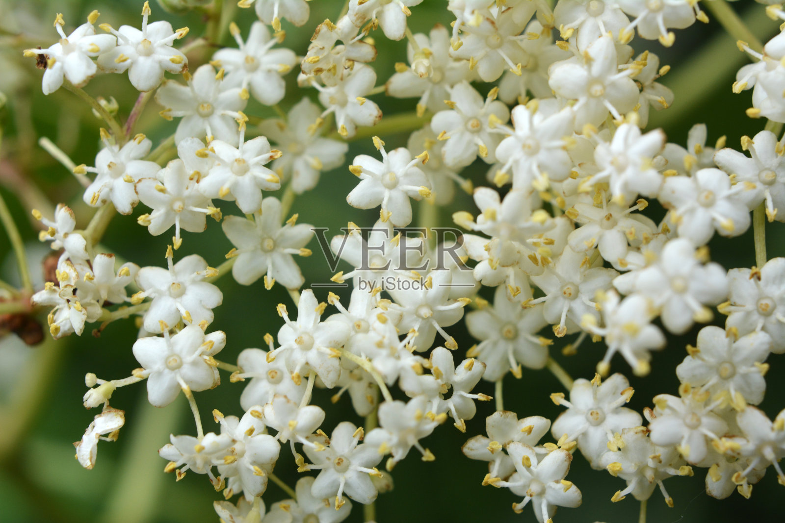 接骨木在自然界开花照片摄影图片
