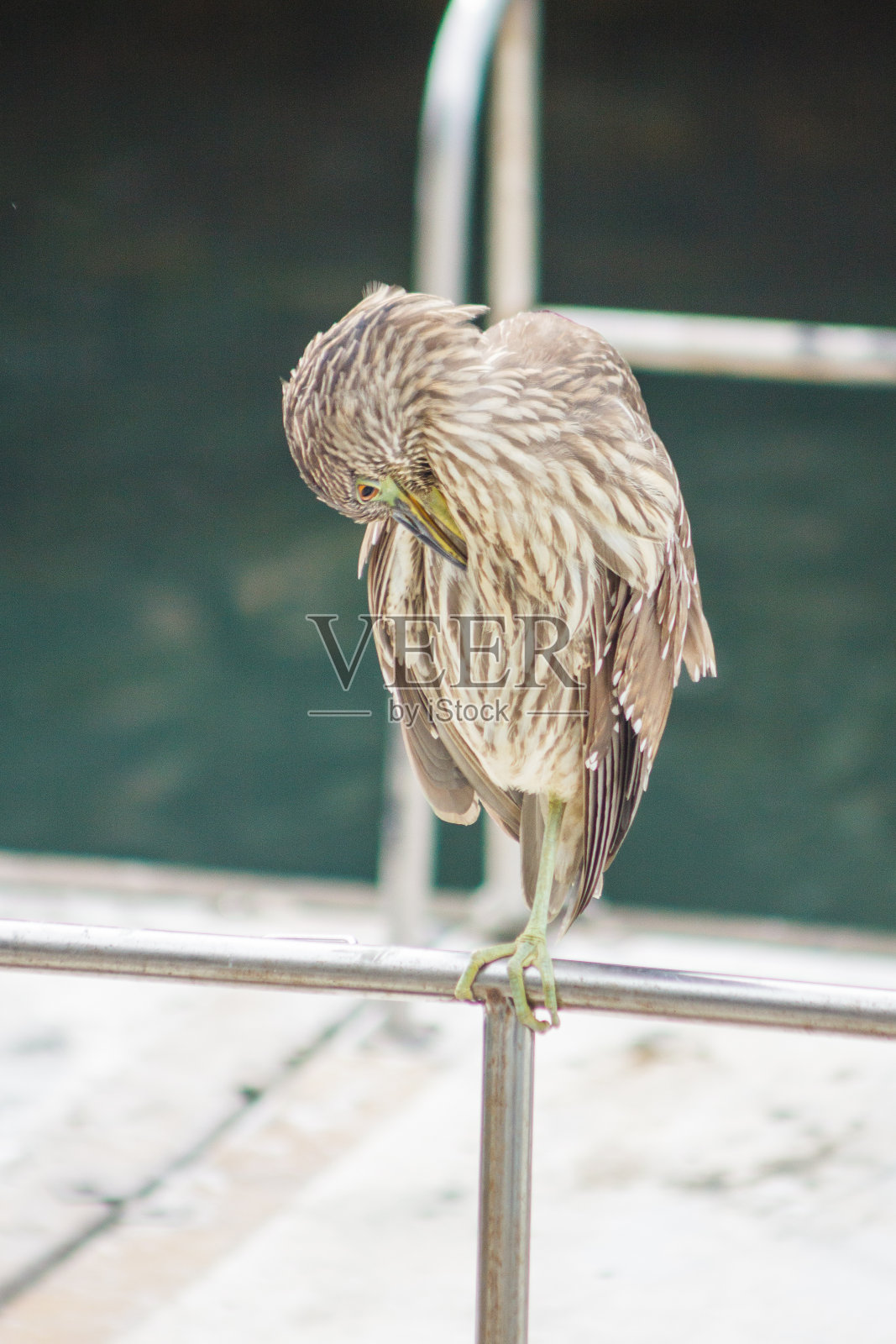 在巴西的里约热内卢，一种名为Socozinho Butorides striata的户外鸟类照片摄影图片