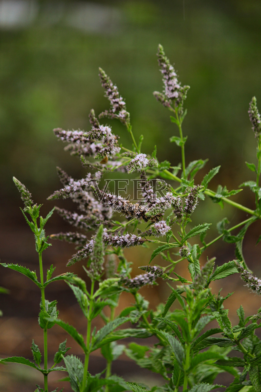 花园里的薄荷照片摄影图片