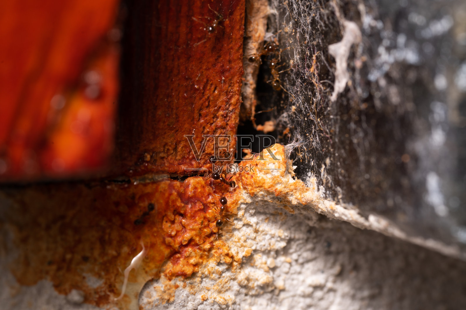 寻找食物的小蚂蚁。照片摄影图片