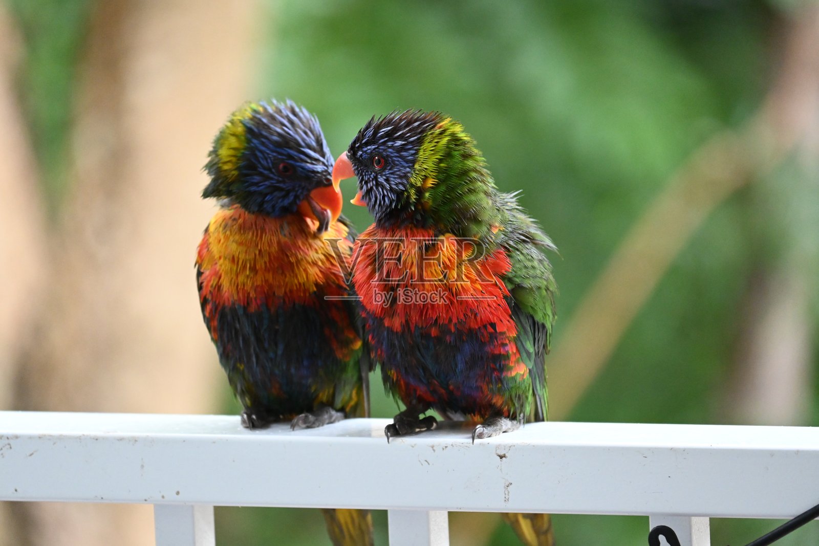 彩虹吸蜜鹦鹉照片摄影图片
