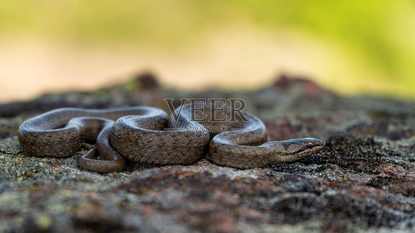 光滑的蛇躺在岩石上照片摄影图片