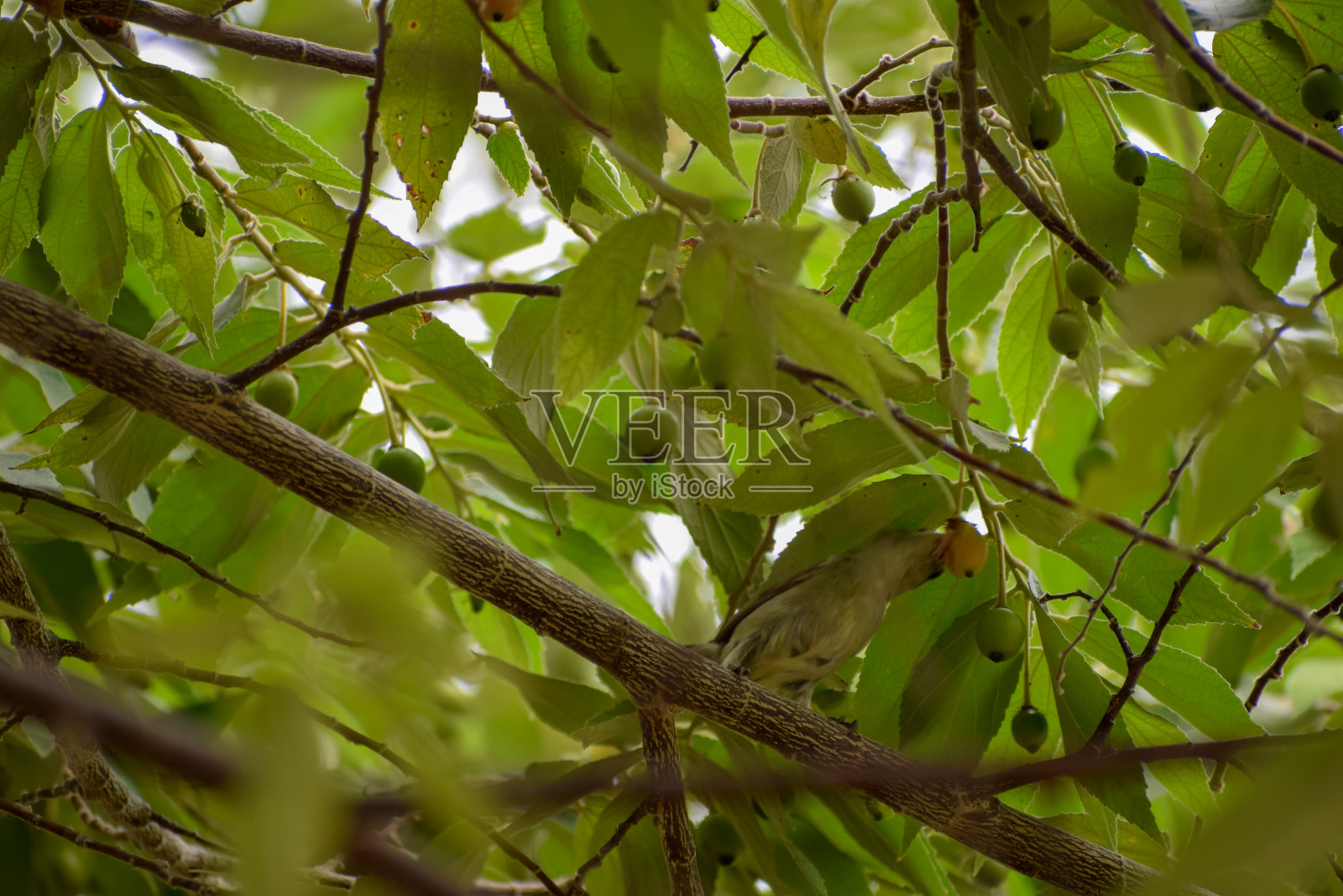 常见的麻雀照片摄影图片