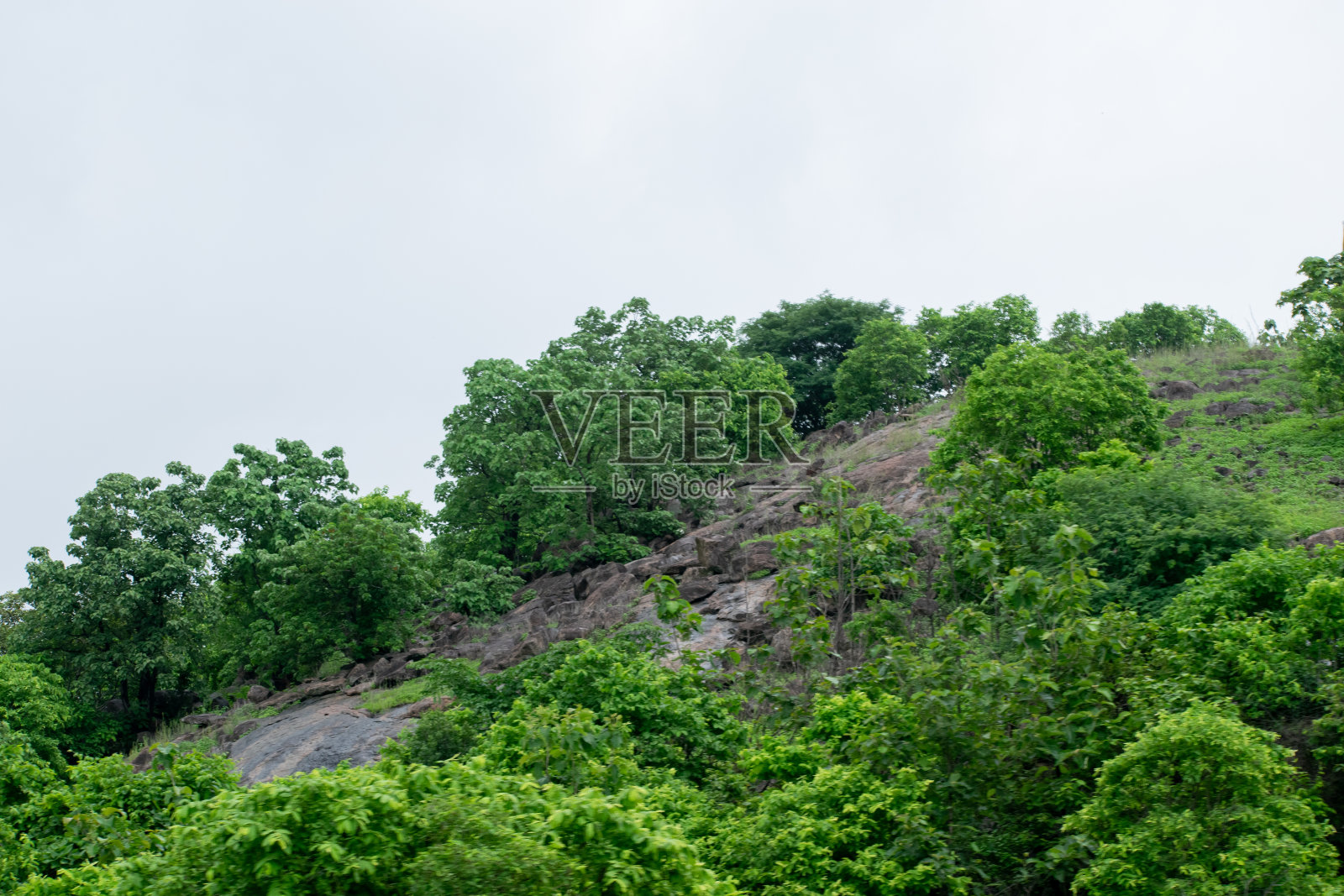 绿色的风景。照片摄影图片