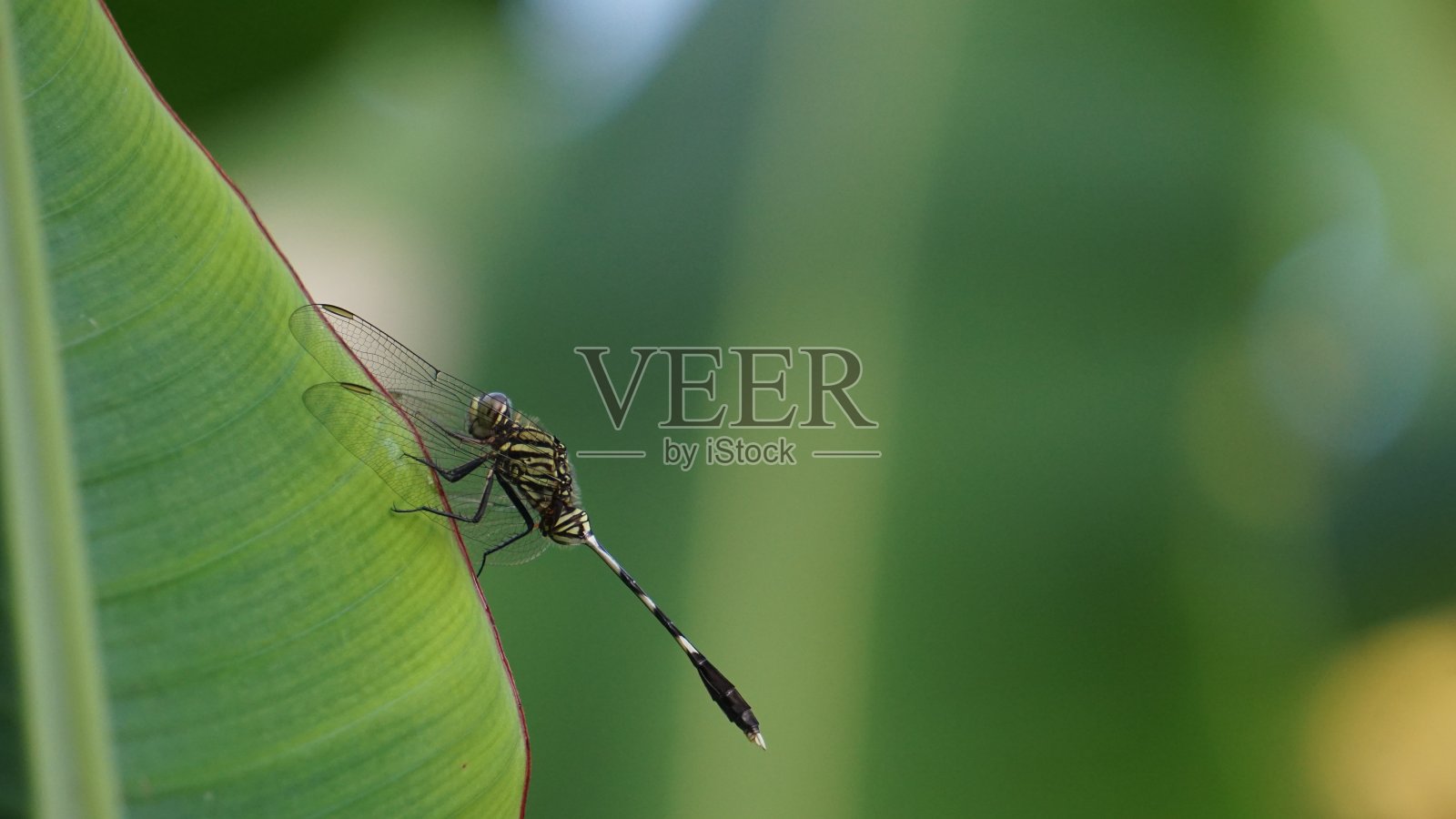 芭蕉叶上的蜻蜓照片摄影图片