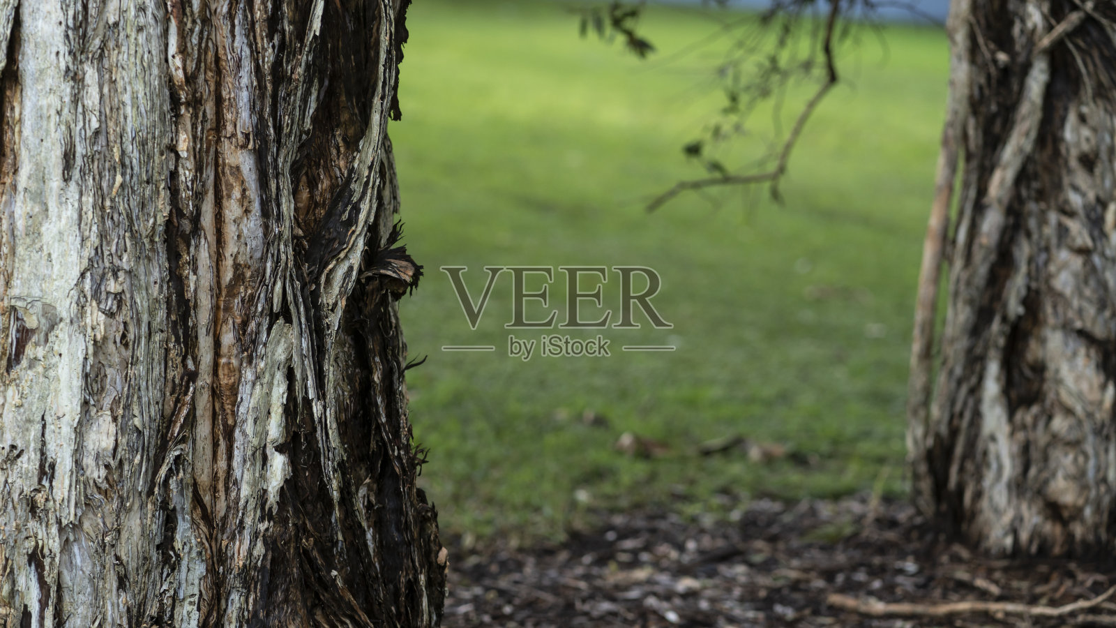 两棵树之间的距离照片摄影图片