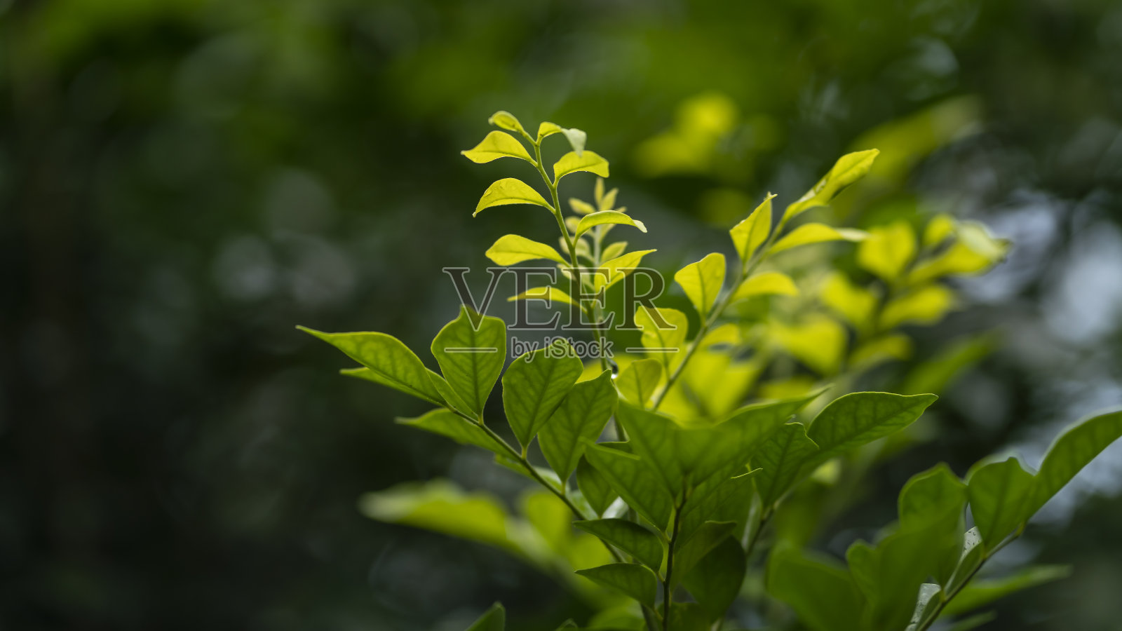 栀子植物新生长。照片摄影图片