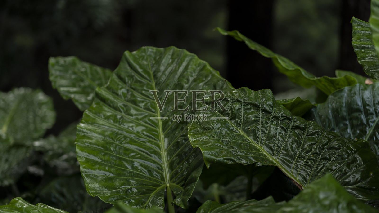 一小簇大象耳芋头叶子。照片摄影图片