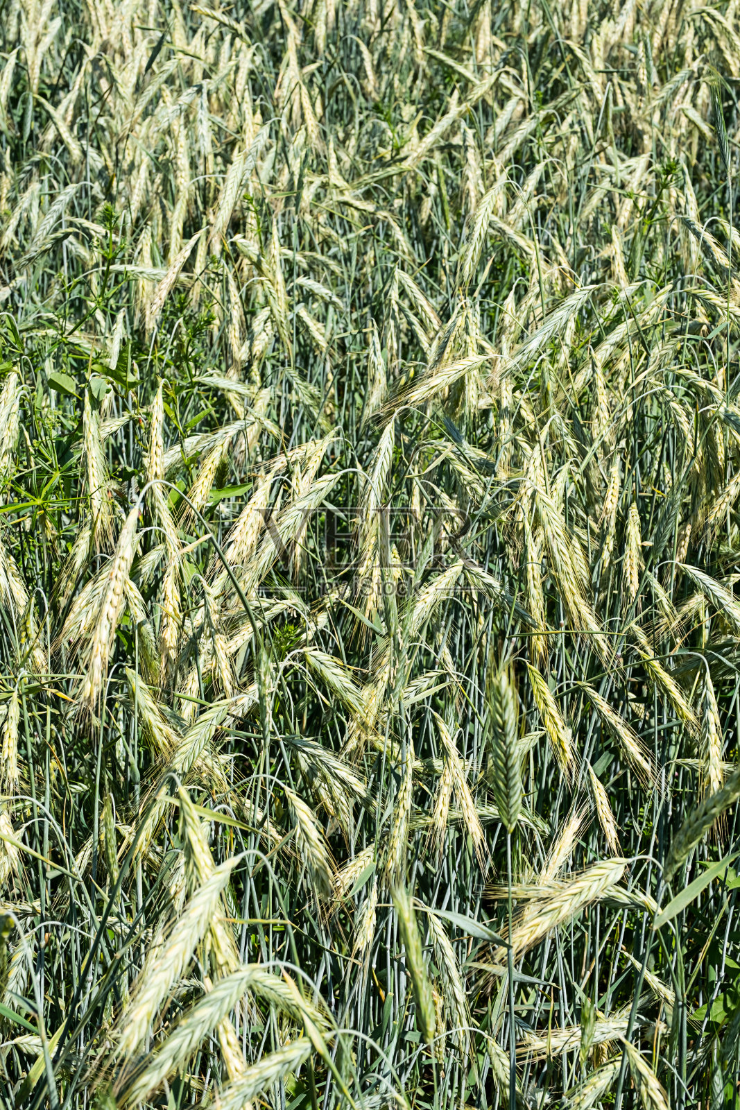大麦农田。青稞作物植株，选择性集中。农业的背景。照片摄影图片