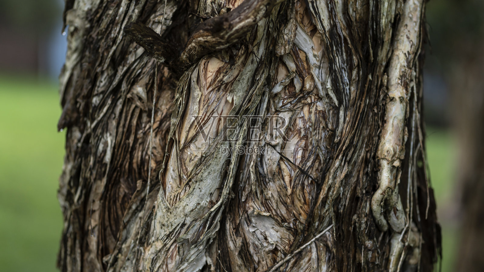 湿树皮树树皮。照片摄影图片