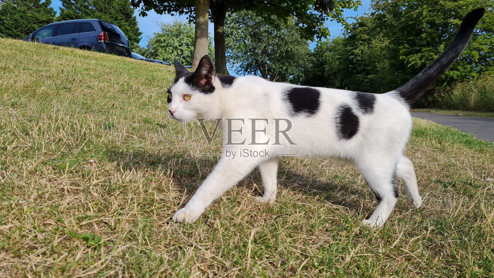 一只猫在当地公园的草地上散步照片摄影图片