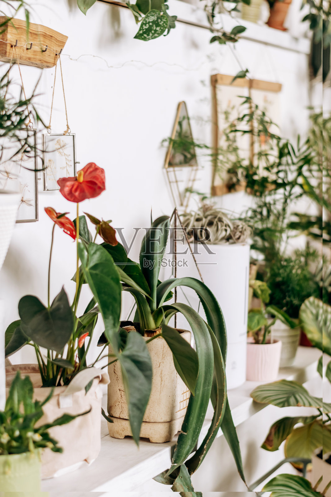 明亮真实的家庭内部。带有室内植物和装饰品的货架。家庭园艺，城市丛林，生物设计。照片摄影图片