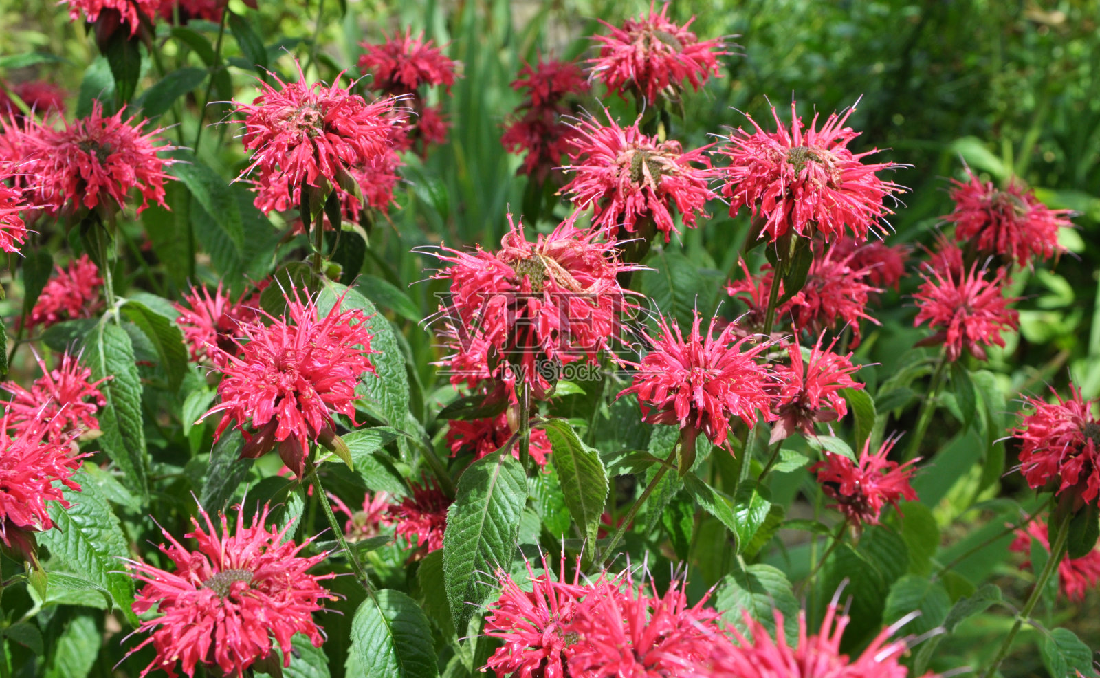 在花园里，红色的花朵在盛开照片摄影图片