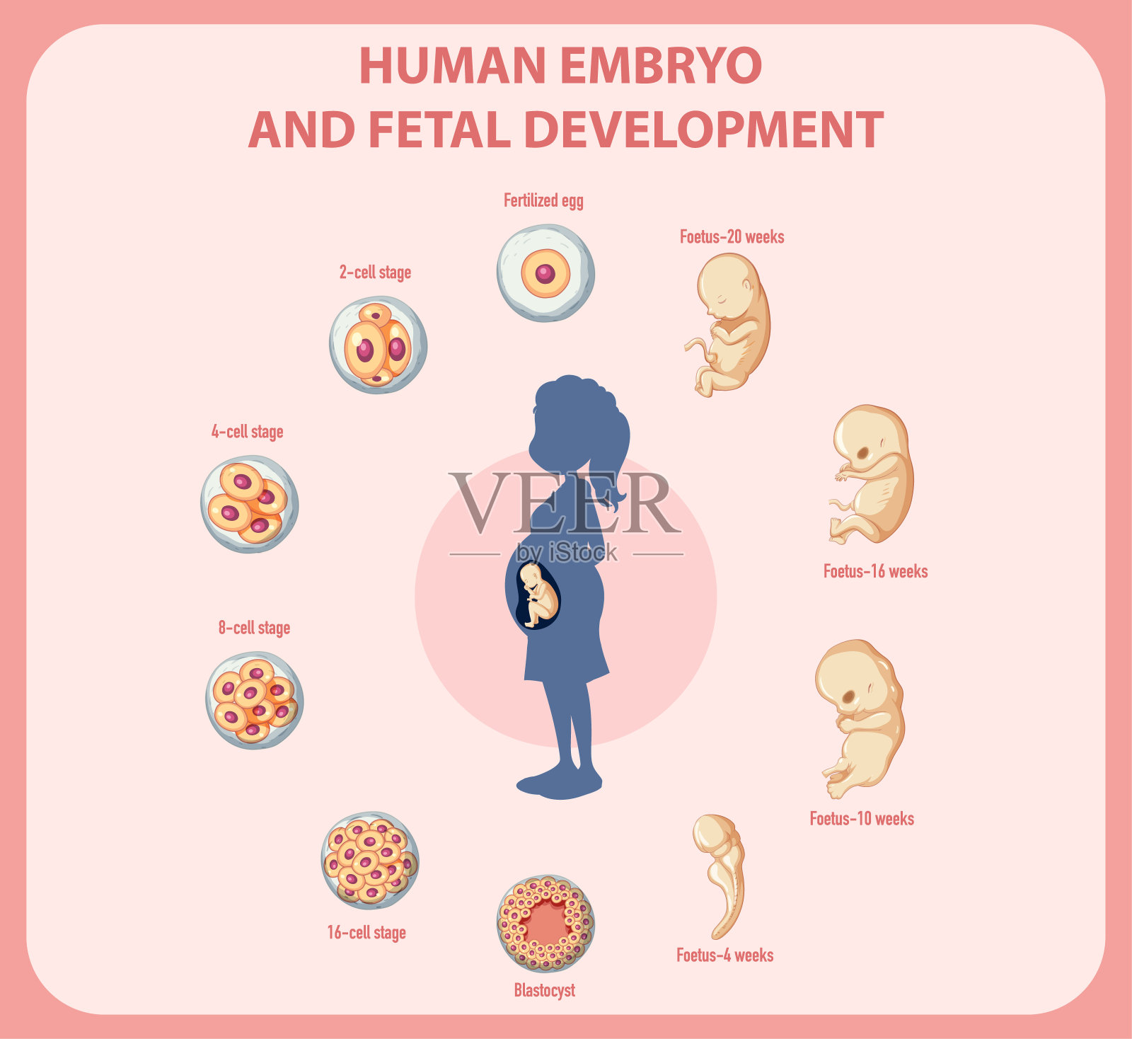 人类信息图中的人类胚胎发育插画图片素材