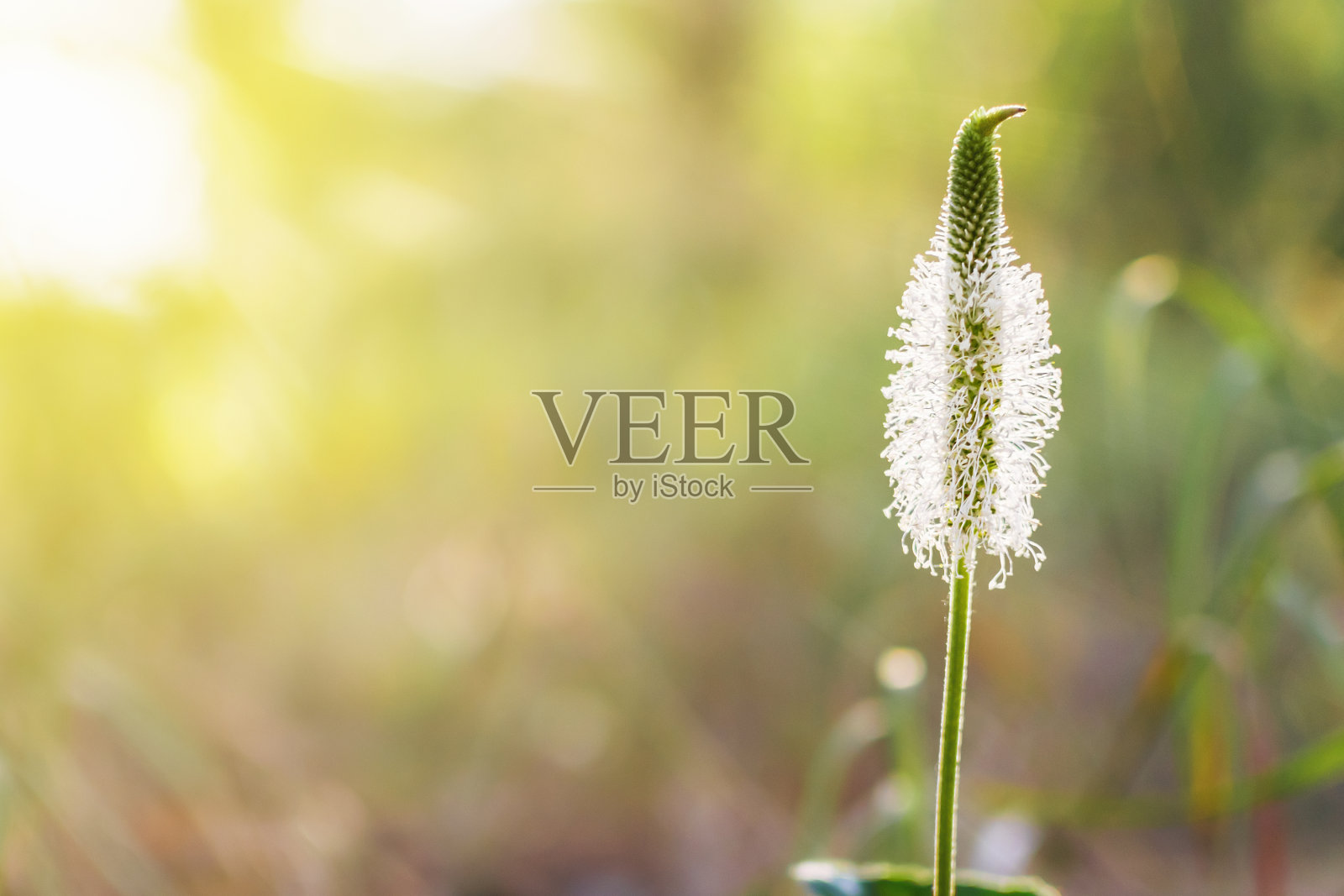 野生大蕉花特写。开花药用植物车前草或鹅草。天然草药成分，用于医学和美容。自然背景。照片摄影图片