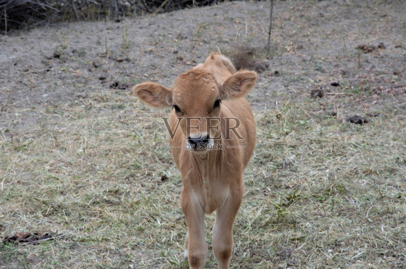 围场上的一头小牛直直地看着前方照片摄影图片