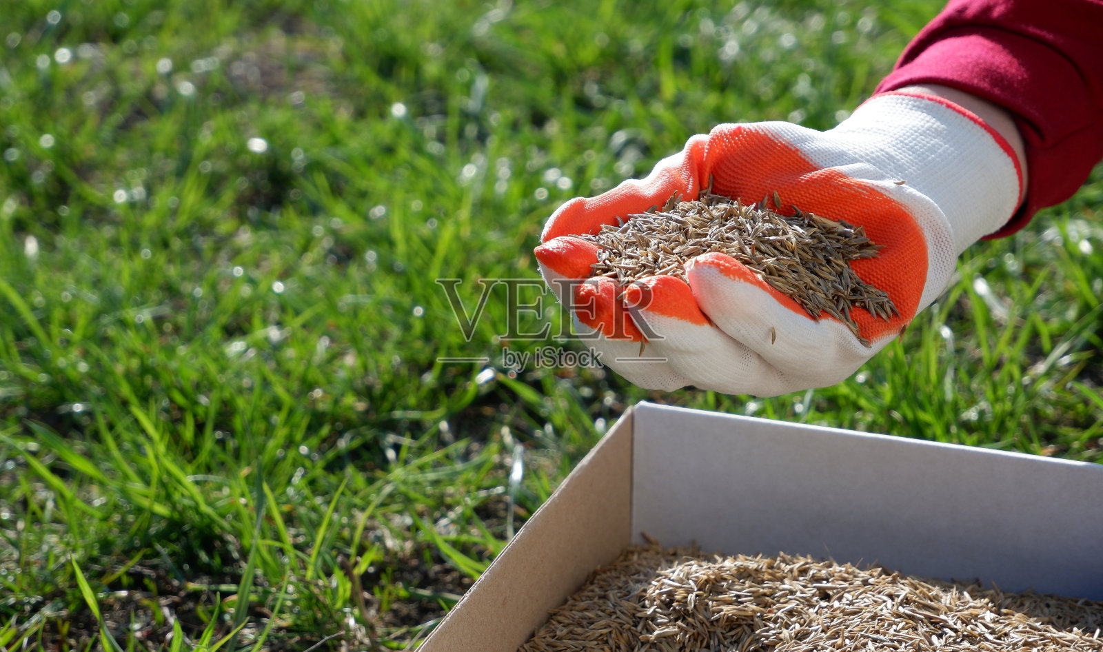 在春天播种草坪。一只戴着手套的女性手拿着草坪的种子，放在一个纸板盒上，背景是绿色的草地。照片摄影图片