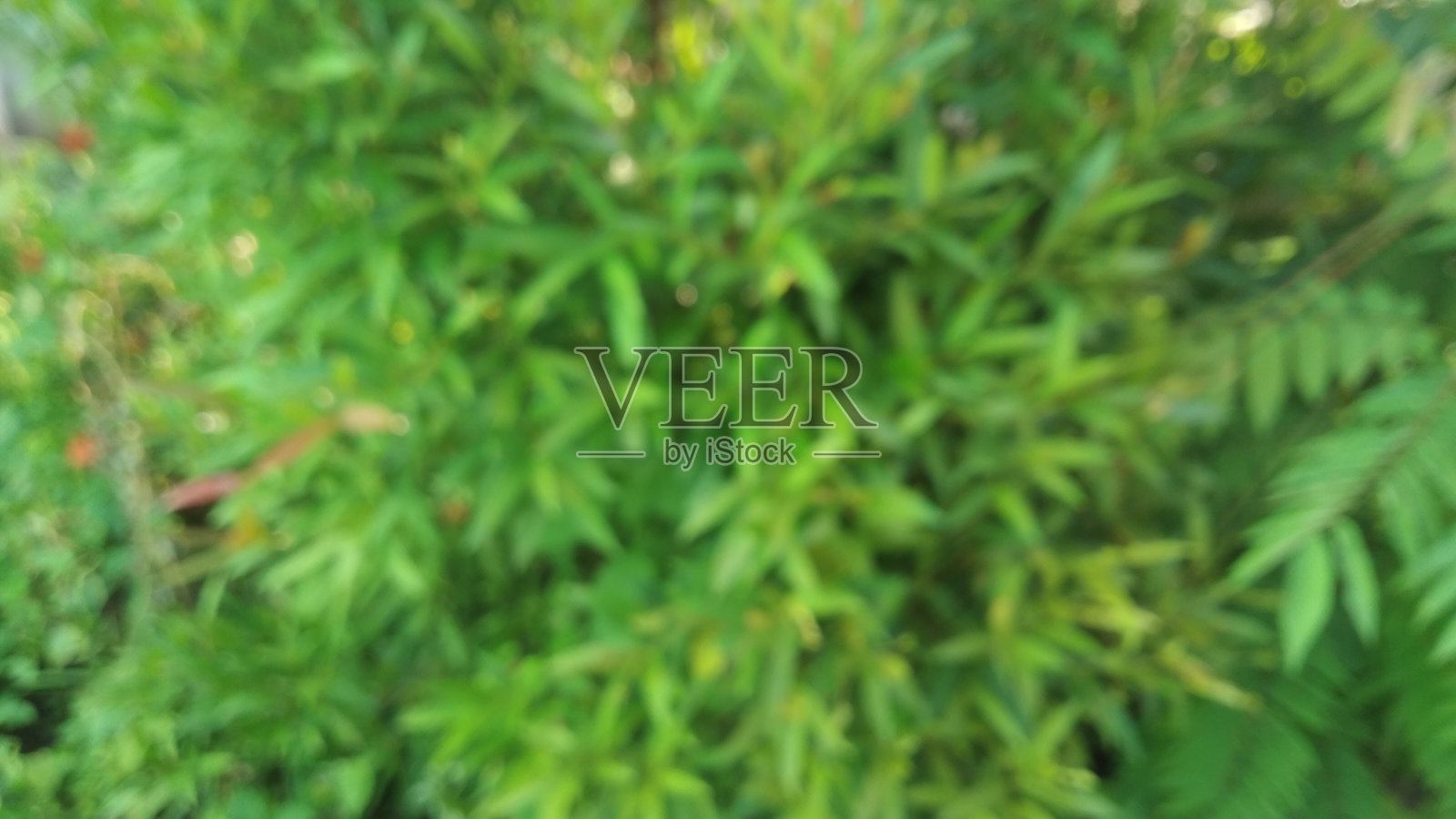 模糊红芽植物照片摄影图片