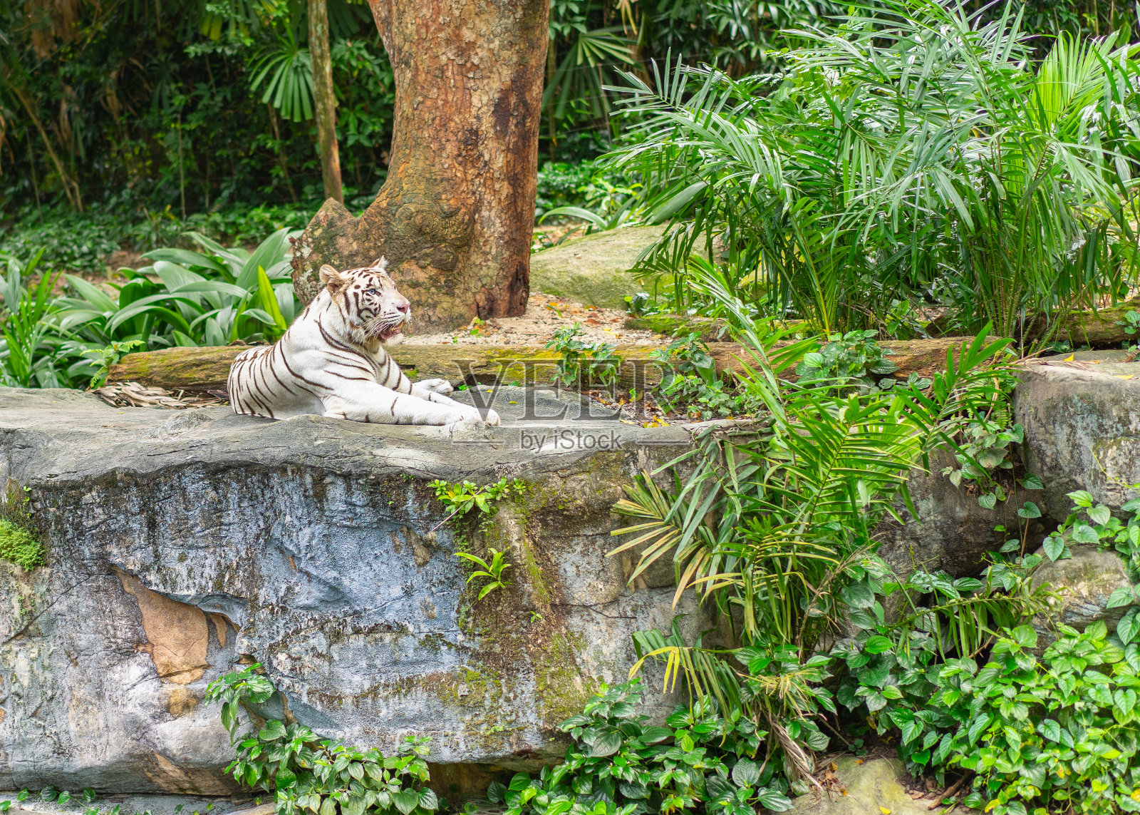 白色孟加拉虎在野生动物的肖像在石头上照片摄影图片
