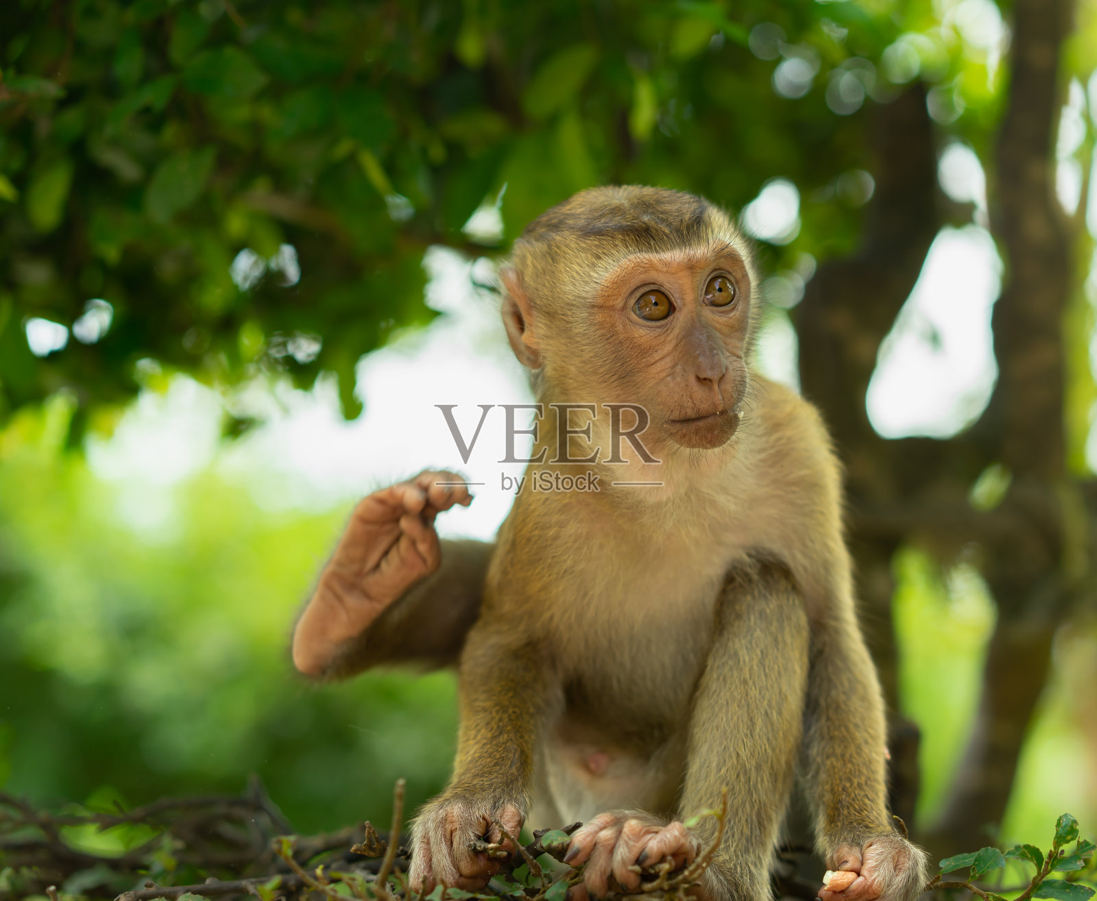 一只猴子在树上吃坚果照片摄影图片