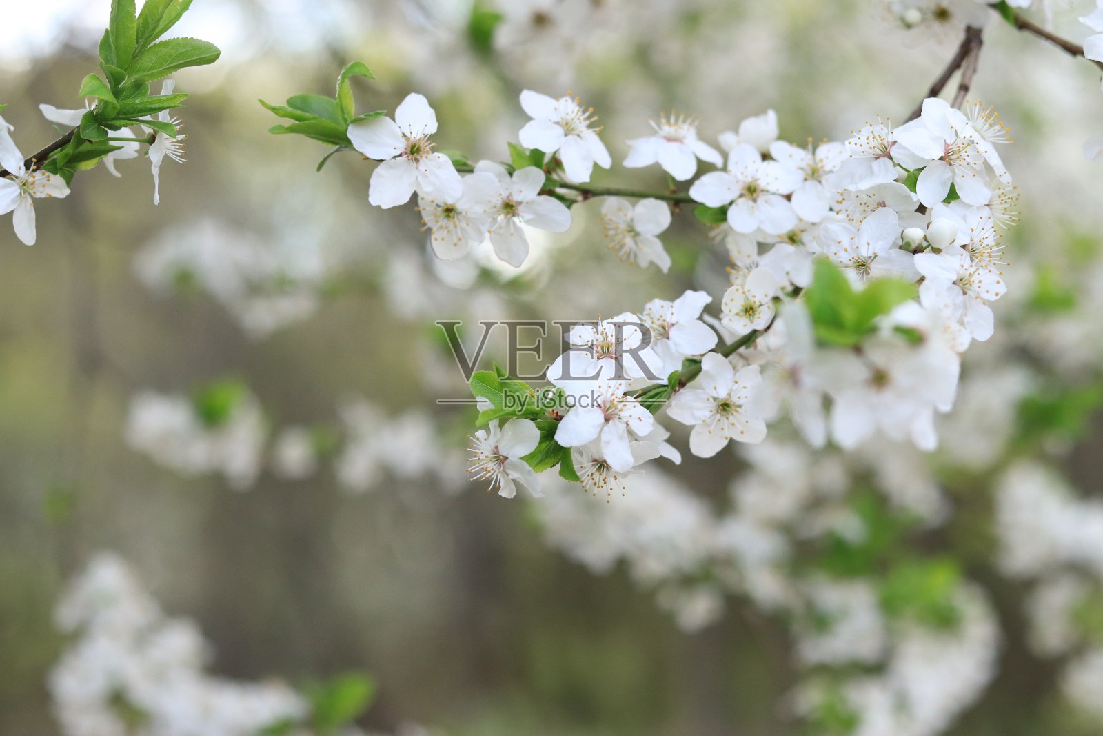 樱花李子。用选择性聚焦拍摄白花照片摄影图片