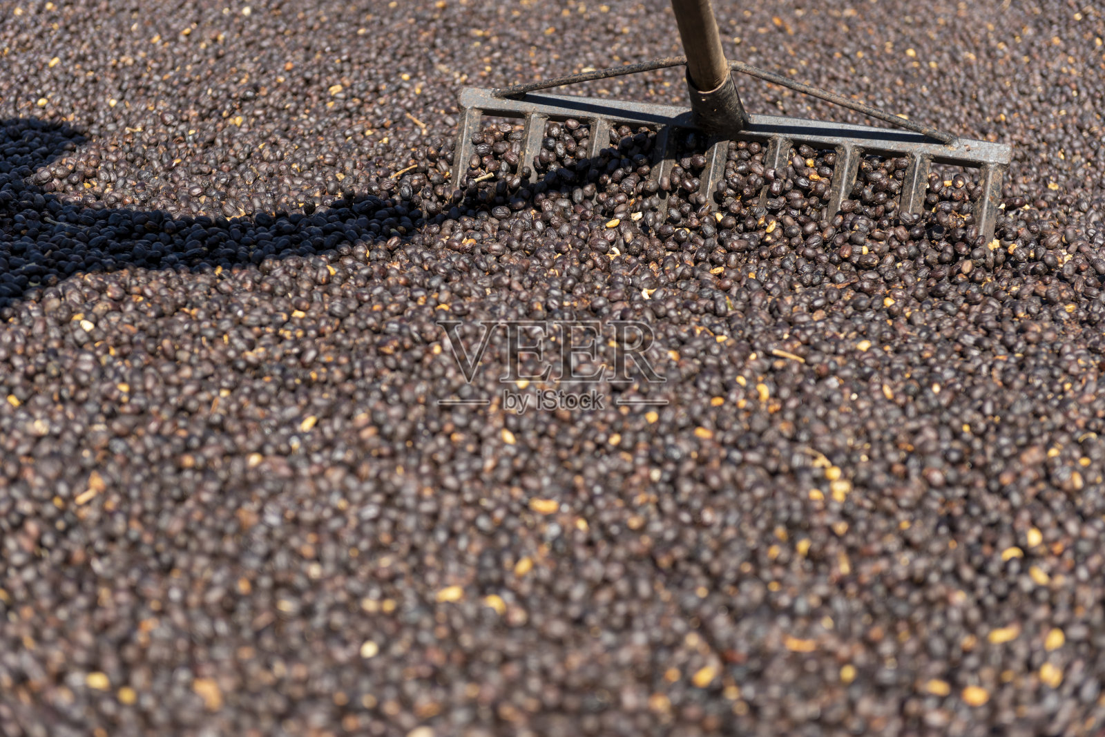 当地农民散布绿色的天然咖啡豆晾晒晒晒的照片照片摄影图片