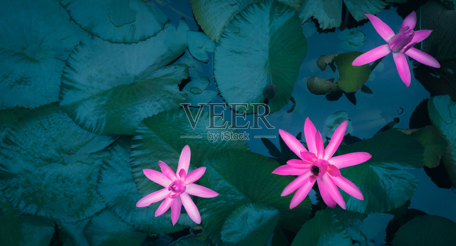 池塘里美丽的粉色荷花。粉红莲花背景百合浮在水面照片摄影图片