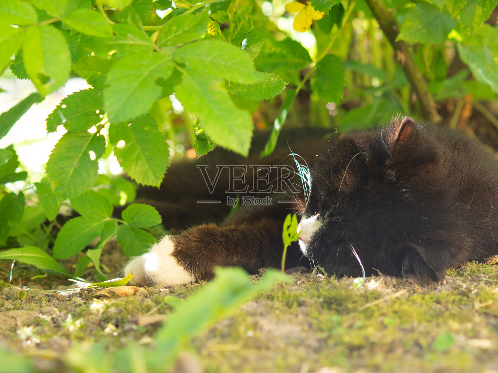 这只猫在炎热的夏天睡在灌木丛里照片摄影图片