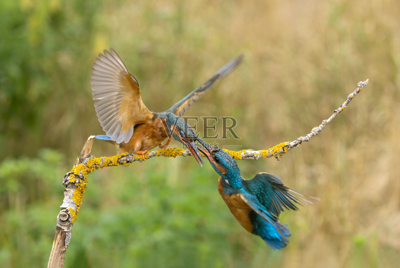 两个常见的翠鸟照片摄影图片