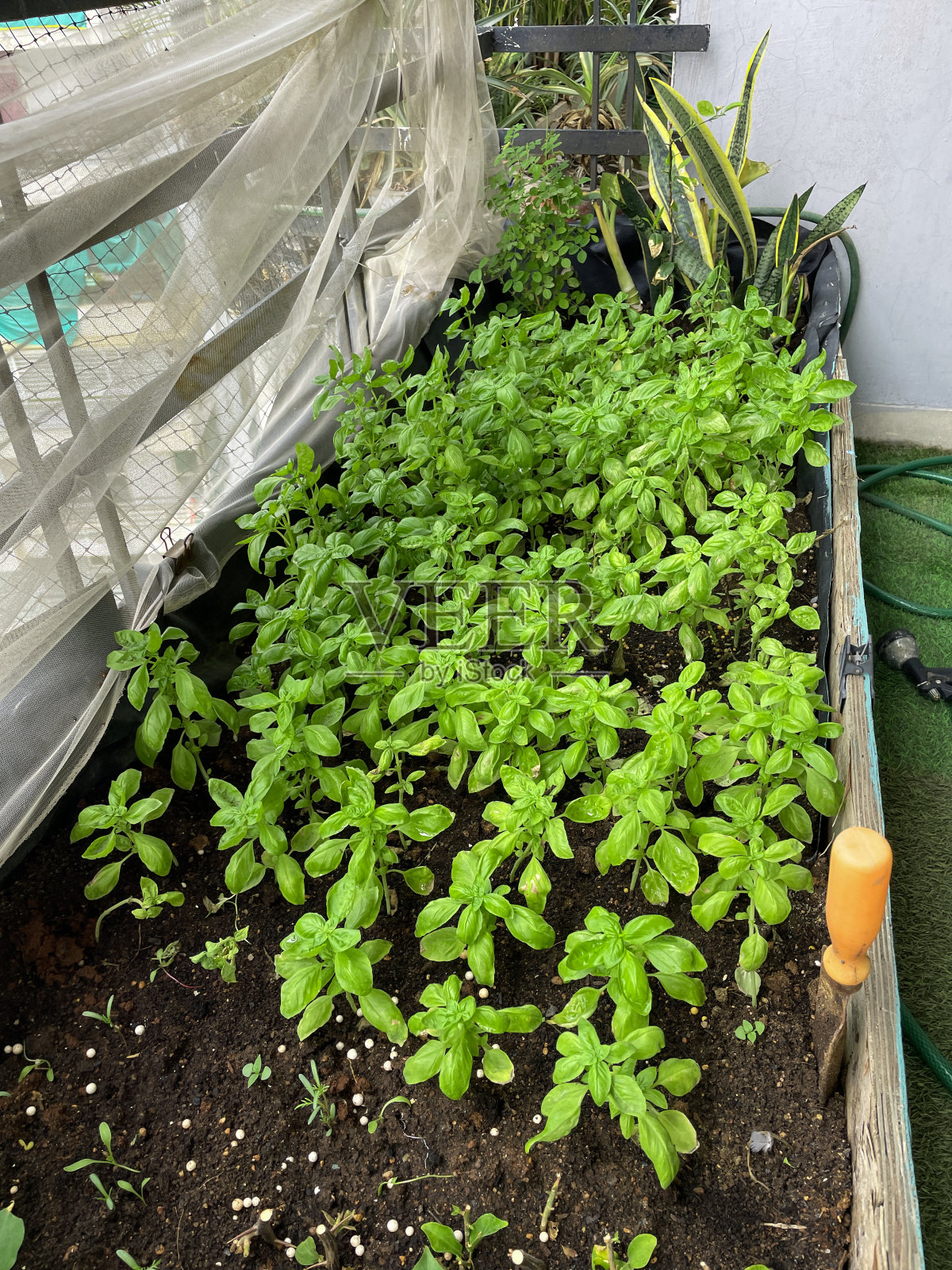 特写的提高，蔬菜花园床，种植罗勒(Ocimum basilicum)草本幼苗，住宅阳台设计的鸽子防鸟网，加济阿巴德，印度，升高的观点照片摄影图片