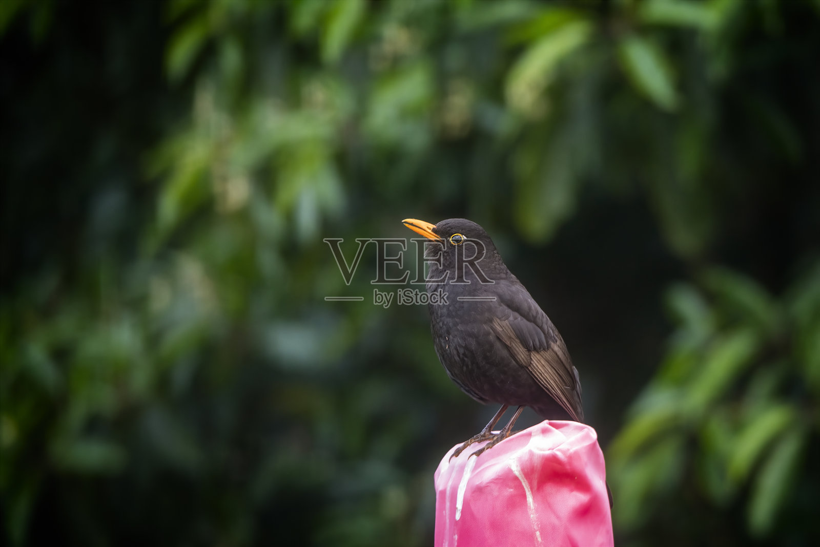 黑鸟照片摄影图片